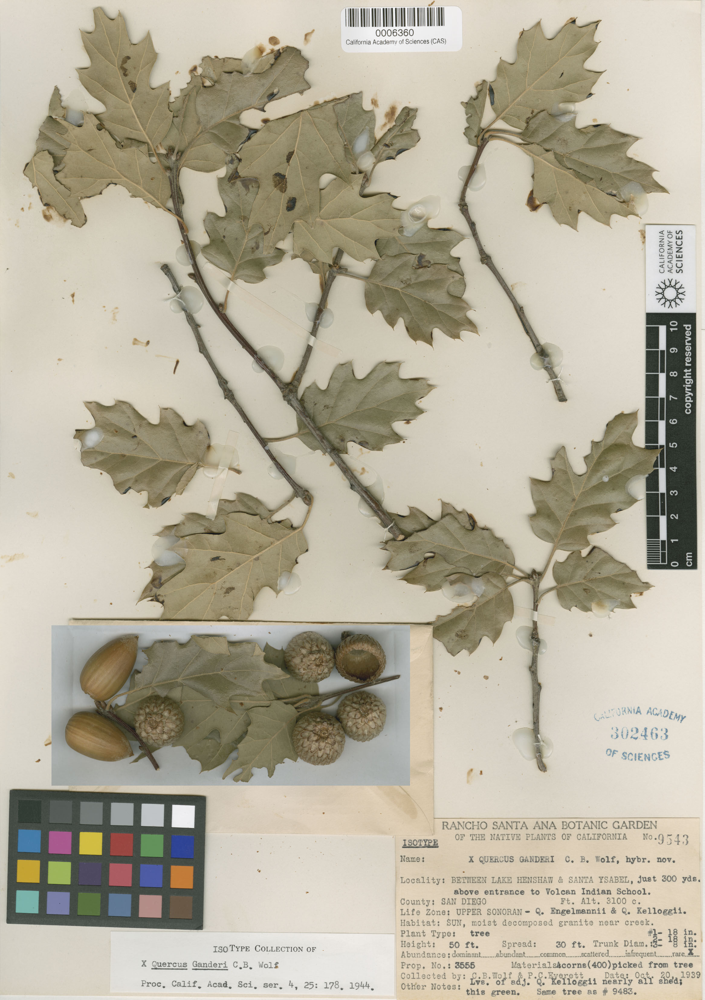 Quercus X ganderi image