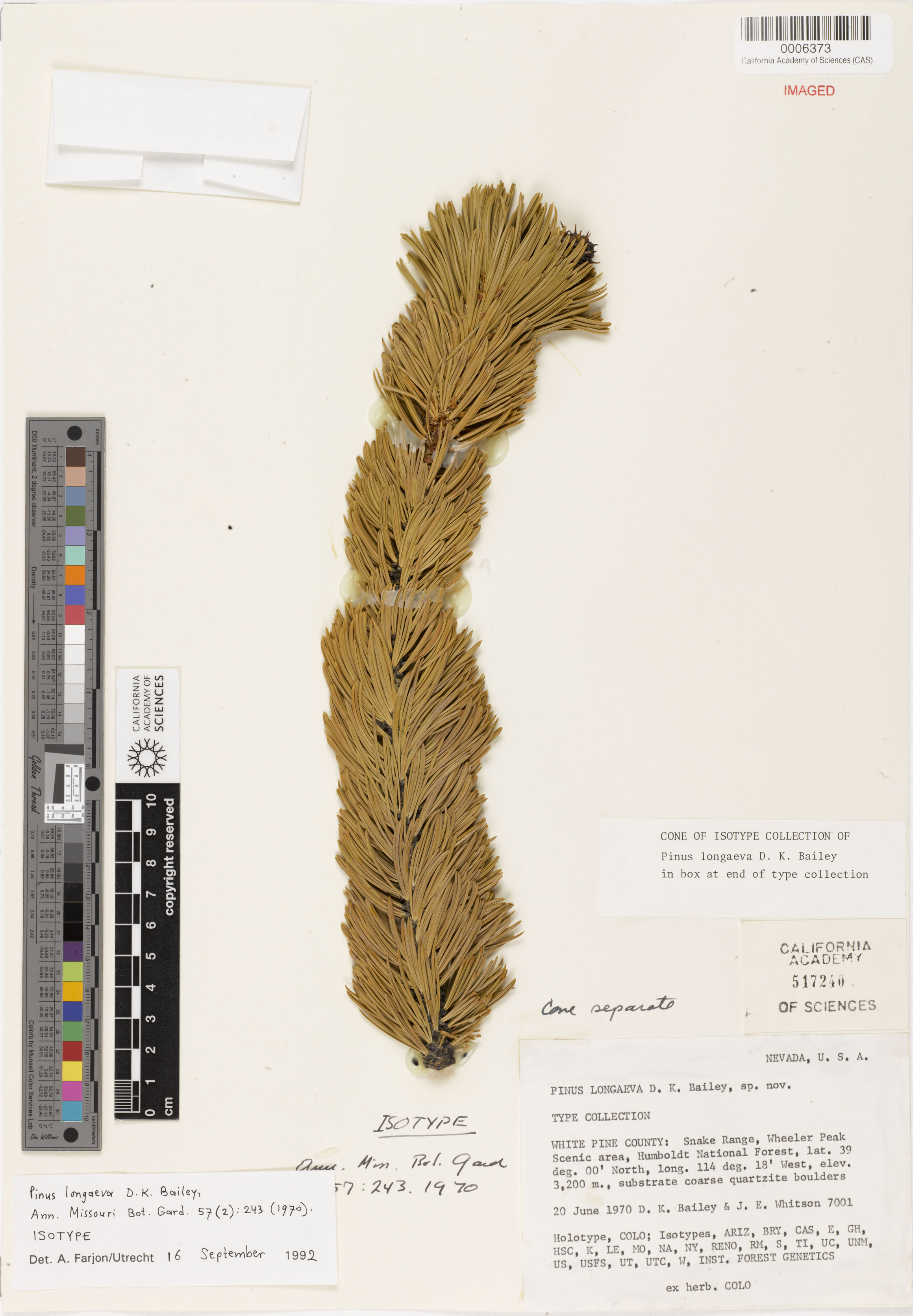 Pinus longaeva image