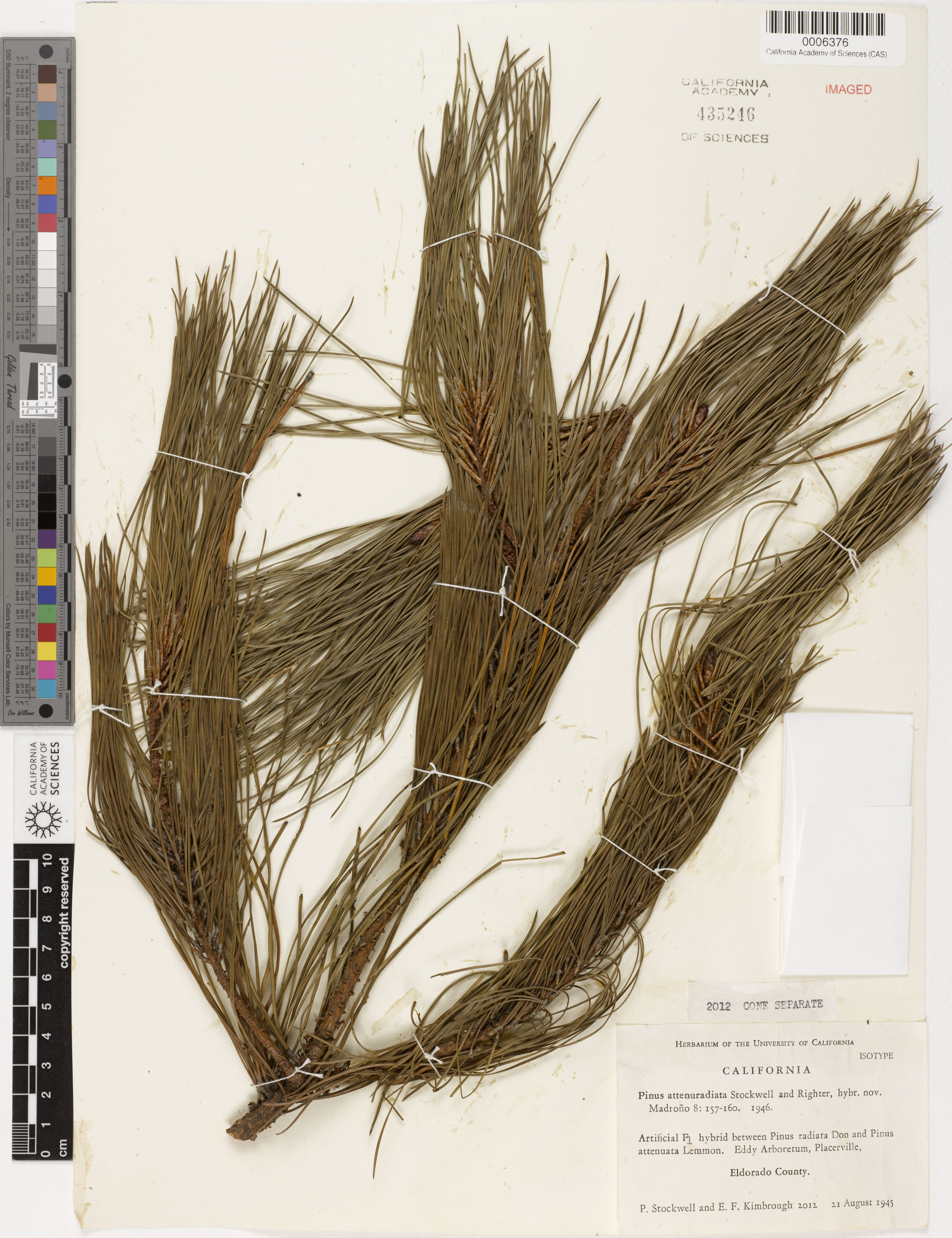 Pinus X attenuradiata image