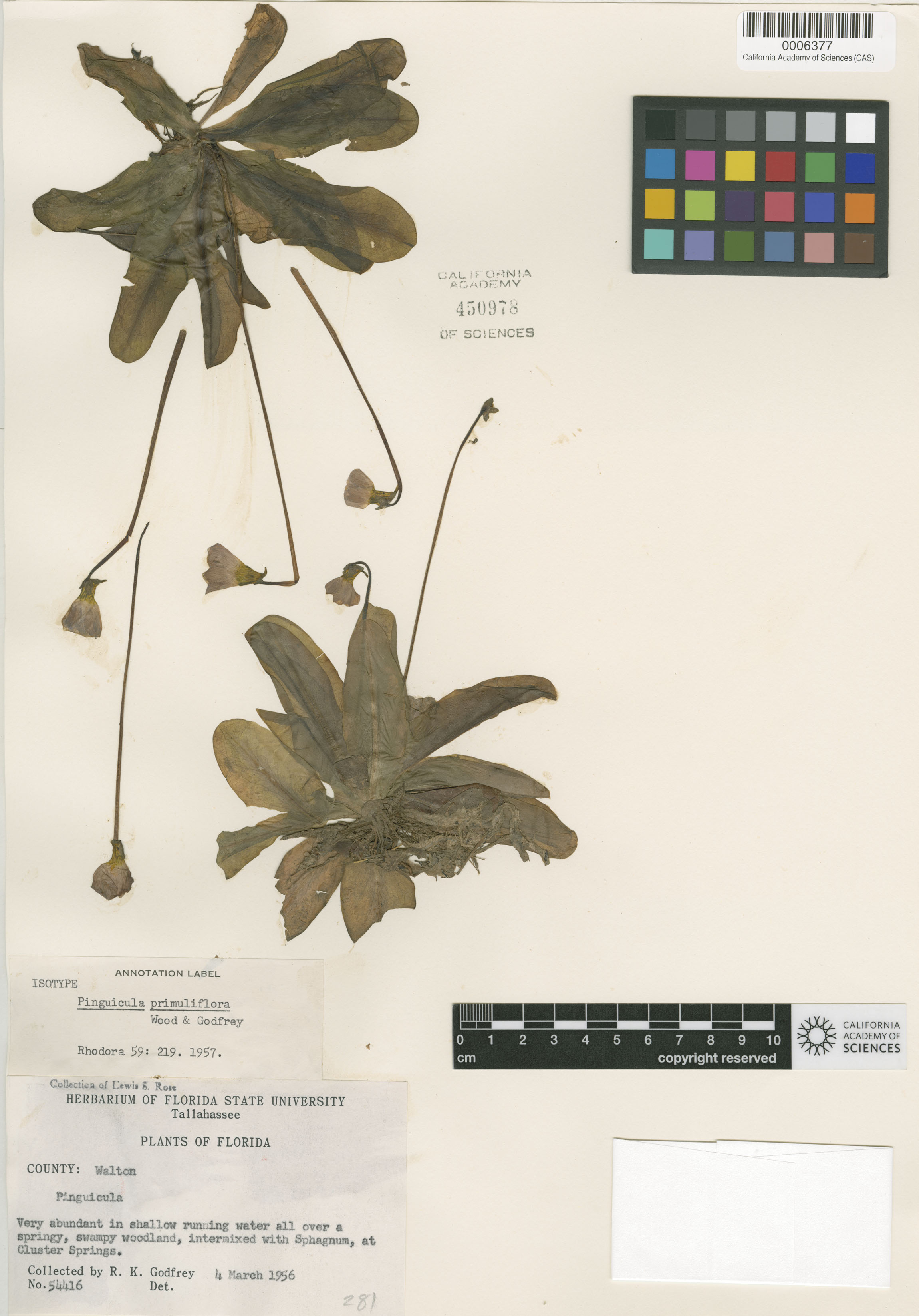 Pinguicula image