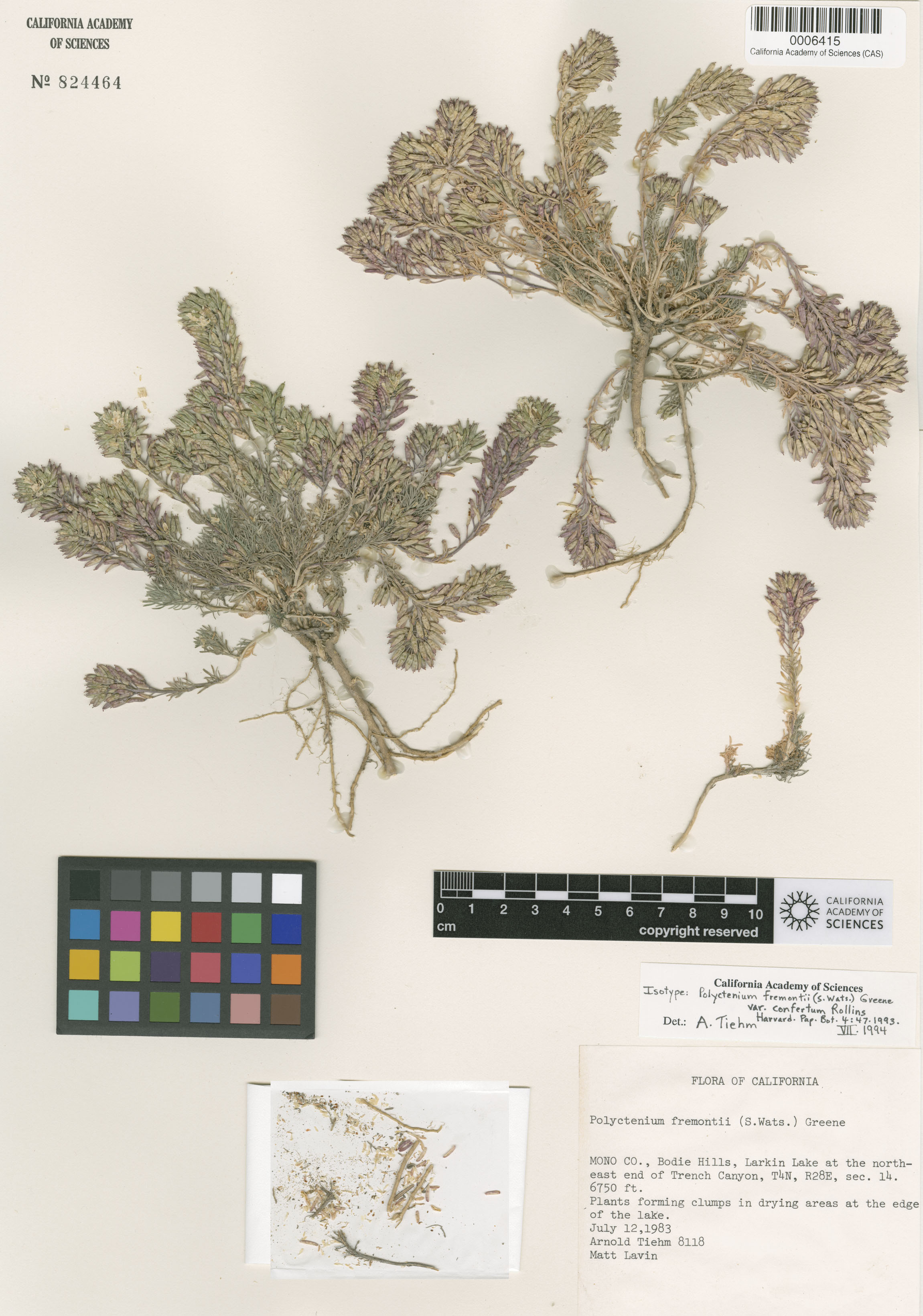 Polyctenium fremontii image