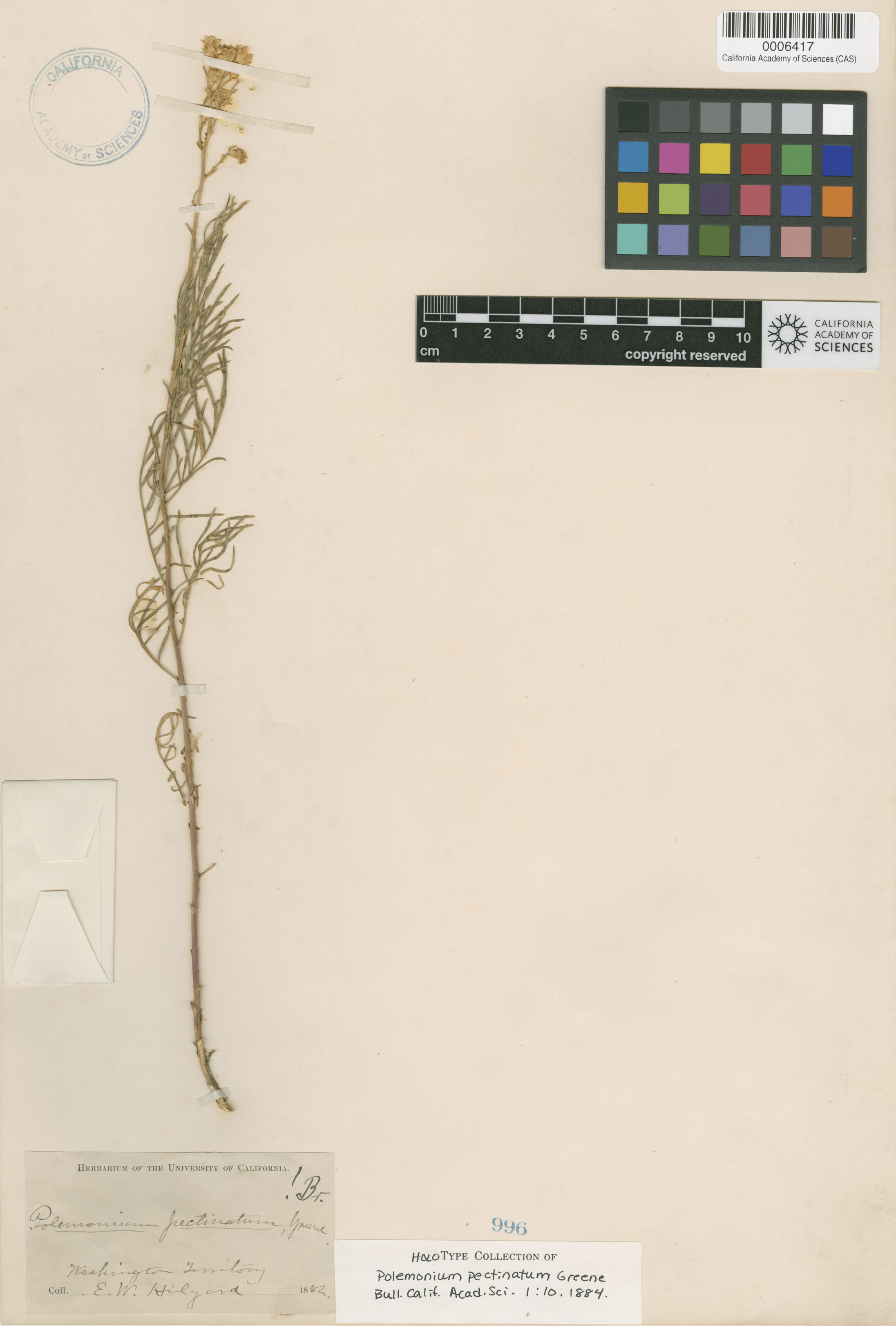 Polemonium pectinatum image