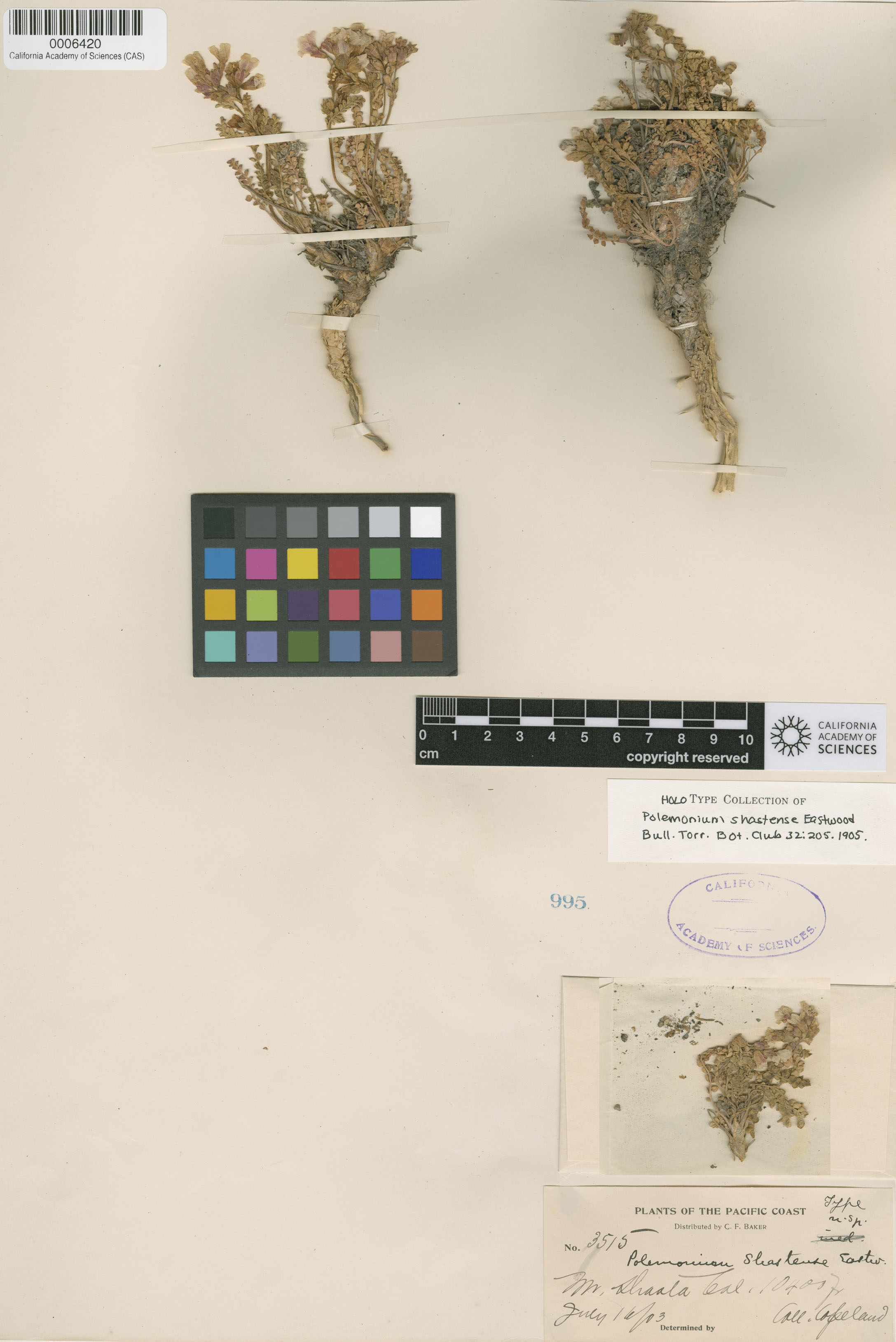 Polemonium pulcherrimum ssp. pulcherrimum image