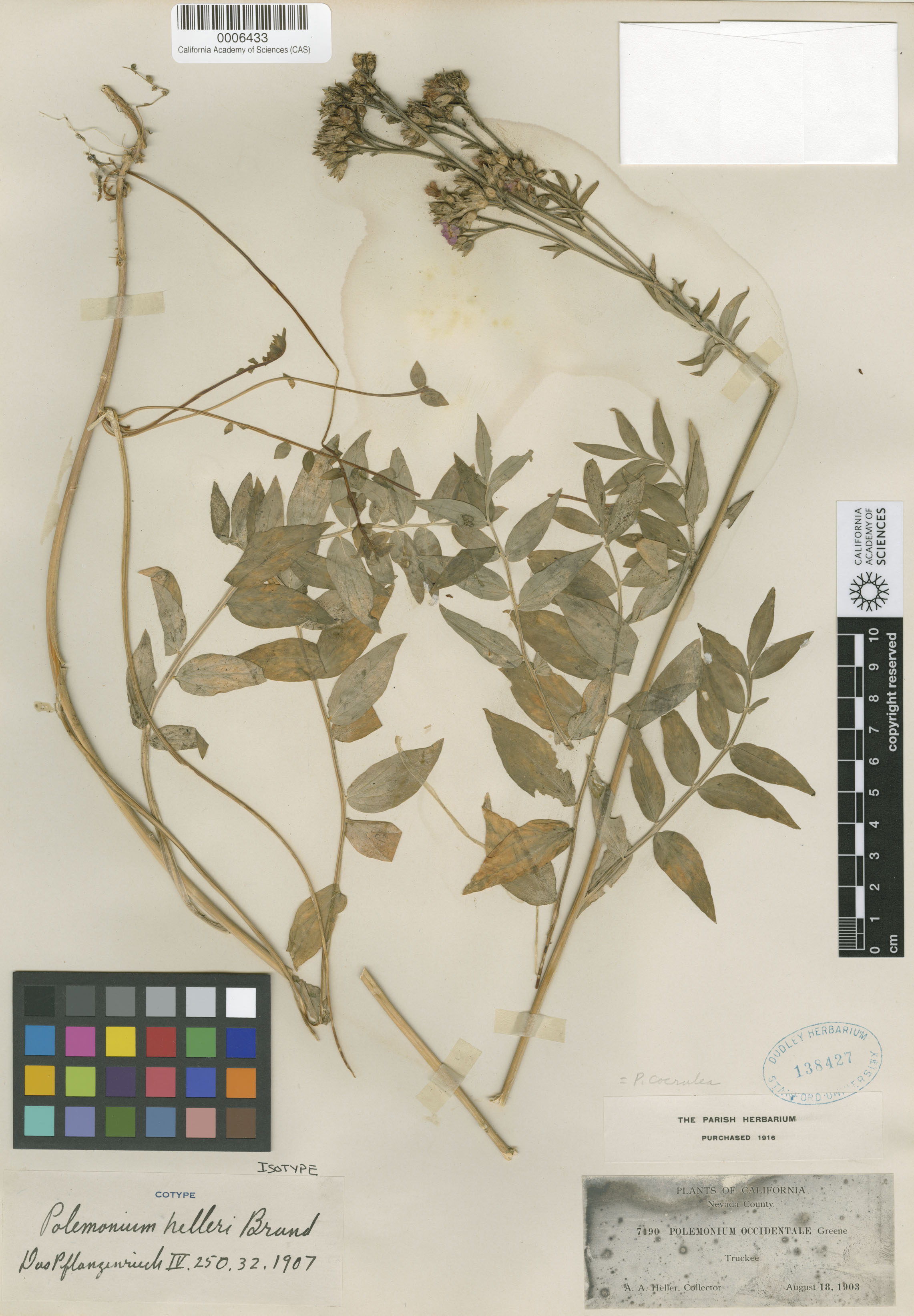 Polemonium occidentale image