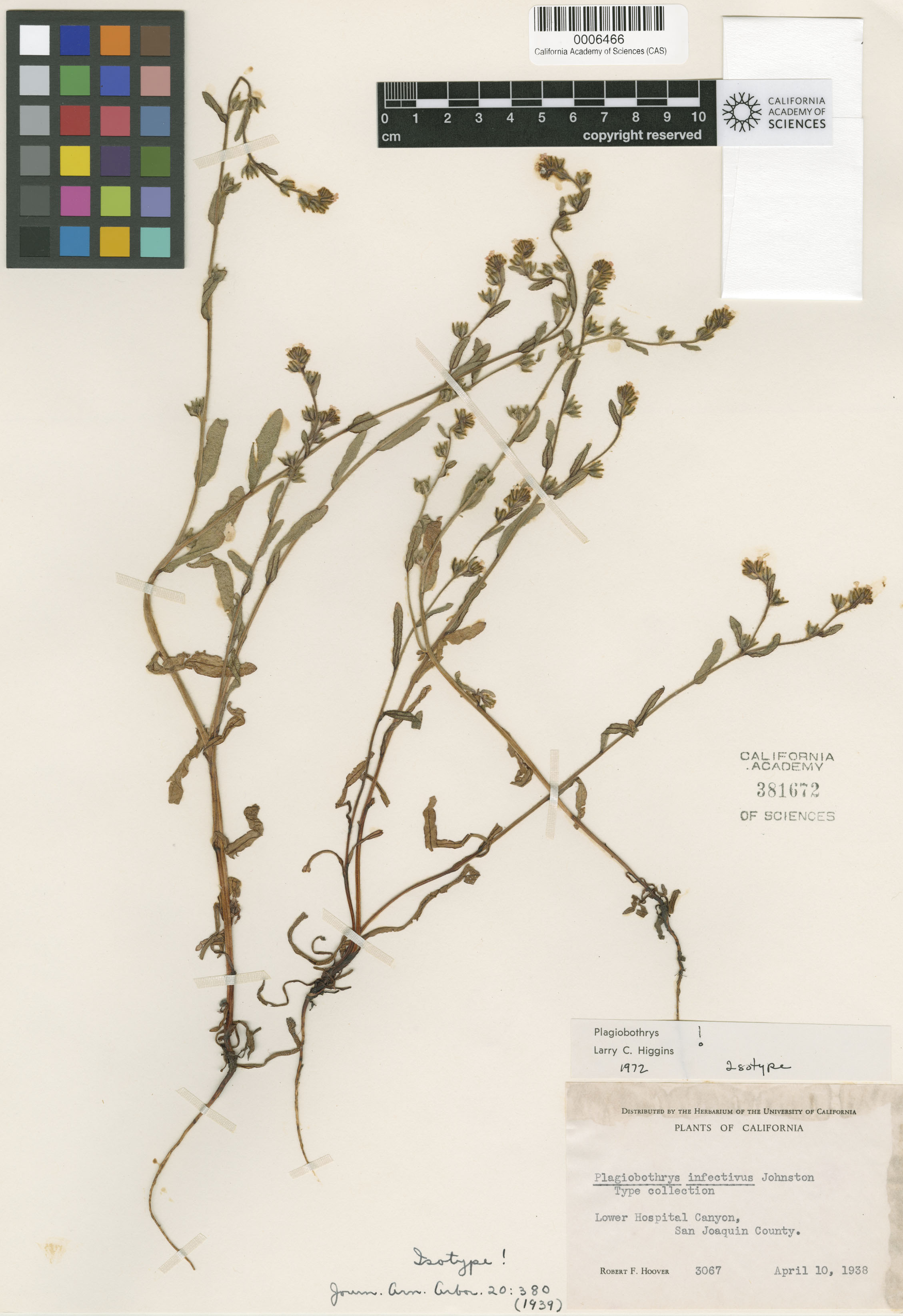 Plagiobothrys infectivus image