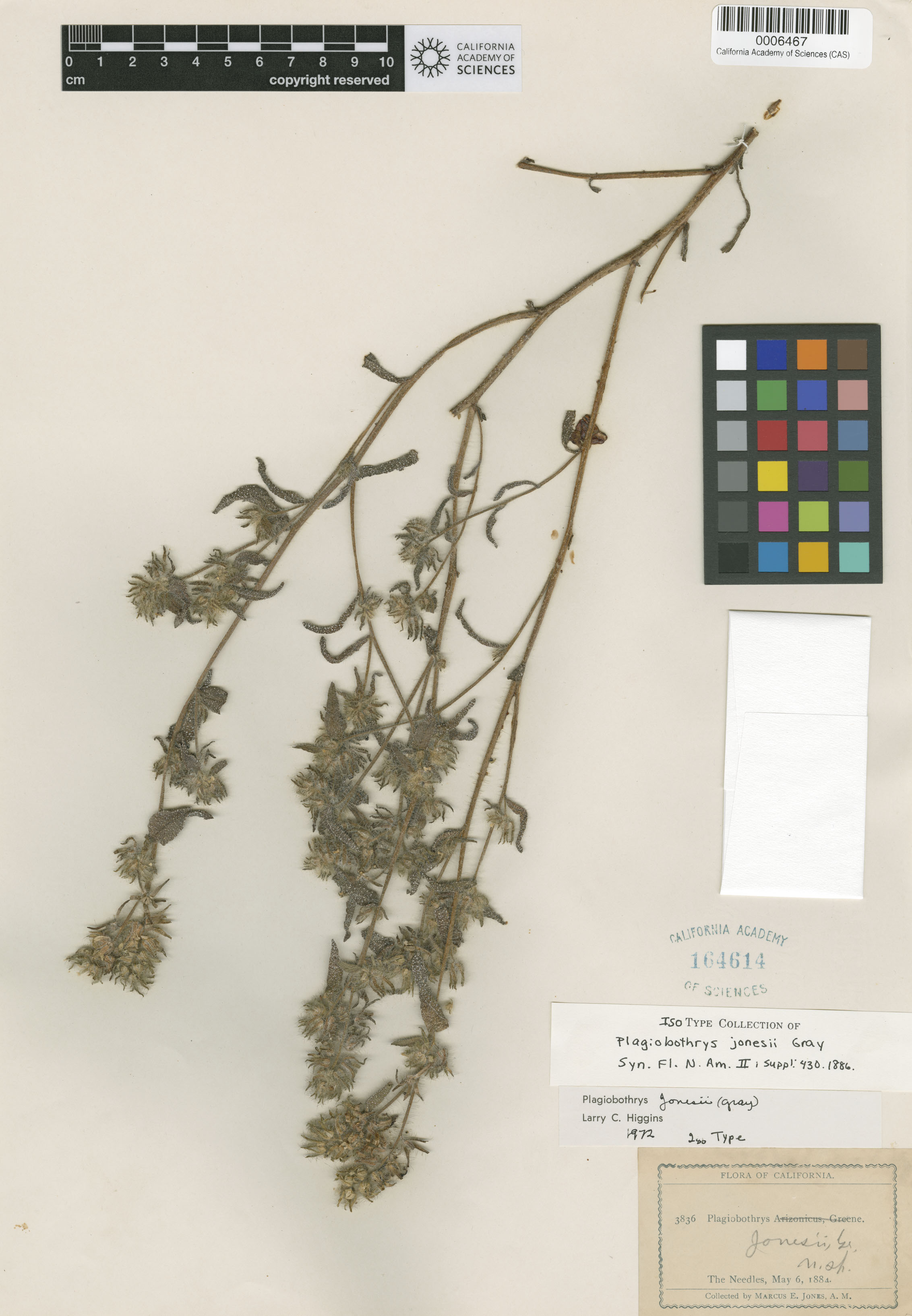 Plagiobothrys jonesii image