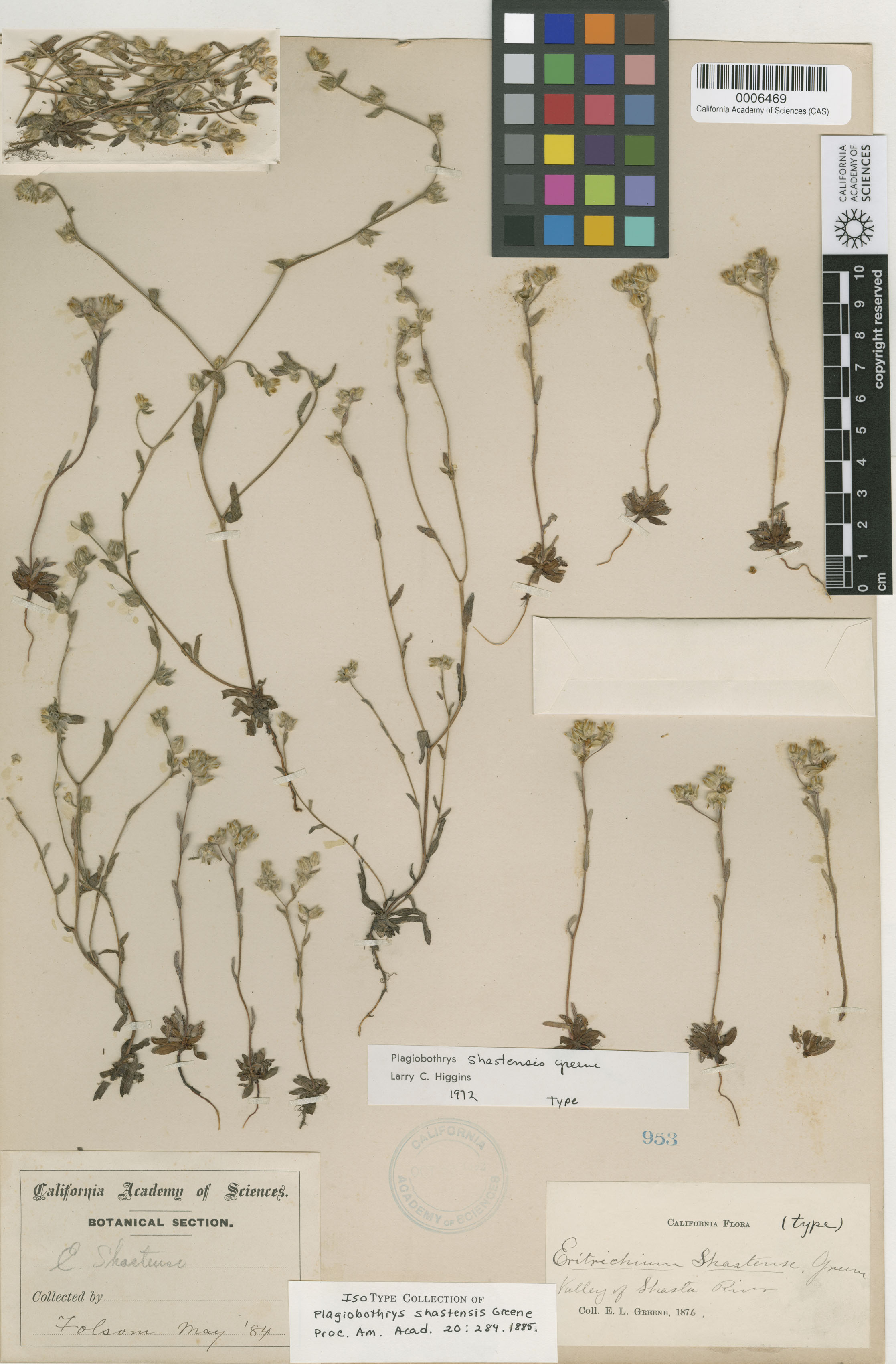 Plagiobothrys shastensis image