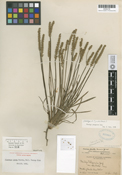Image of Plantago patagonica