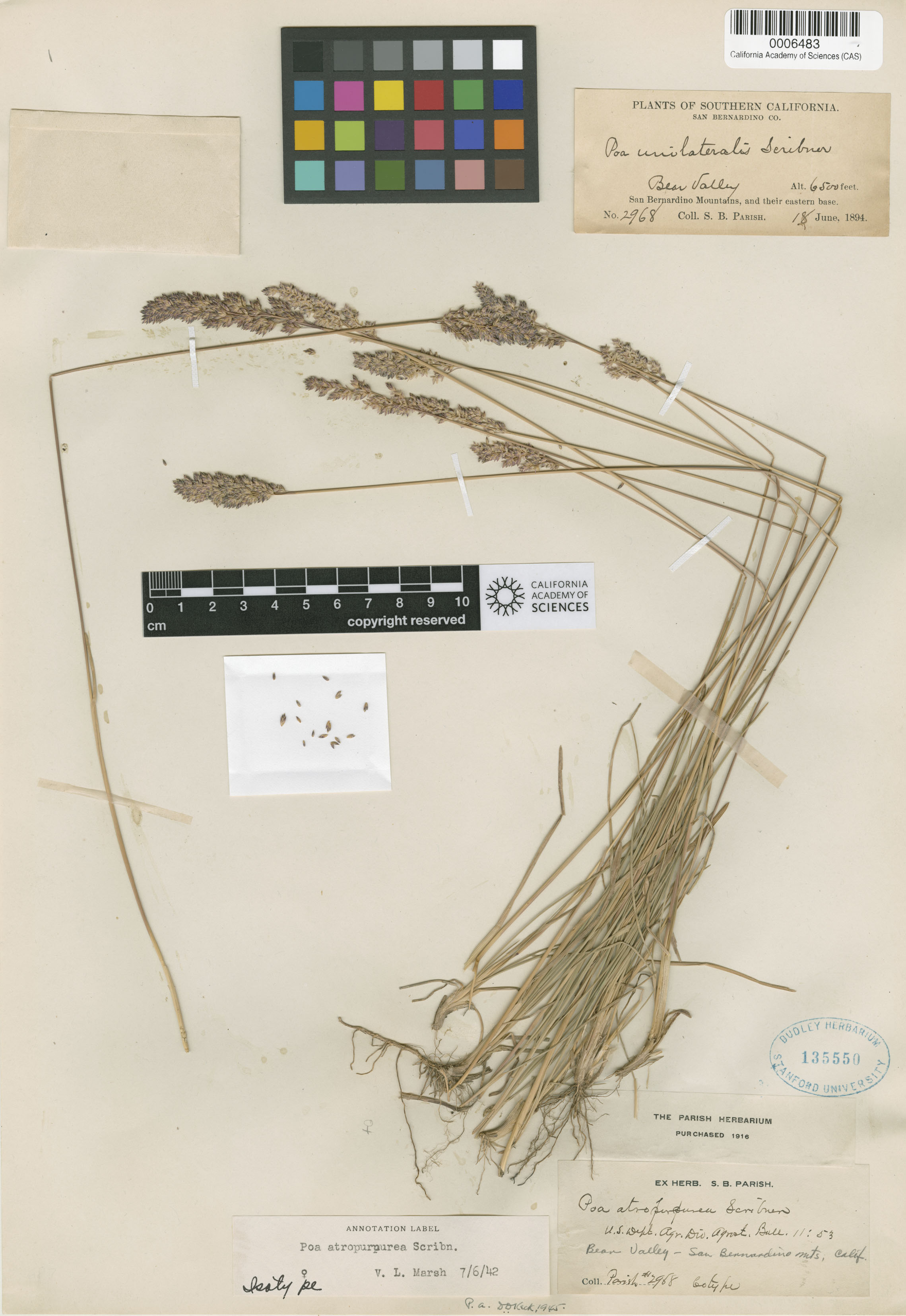Poa atropurpurea image