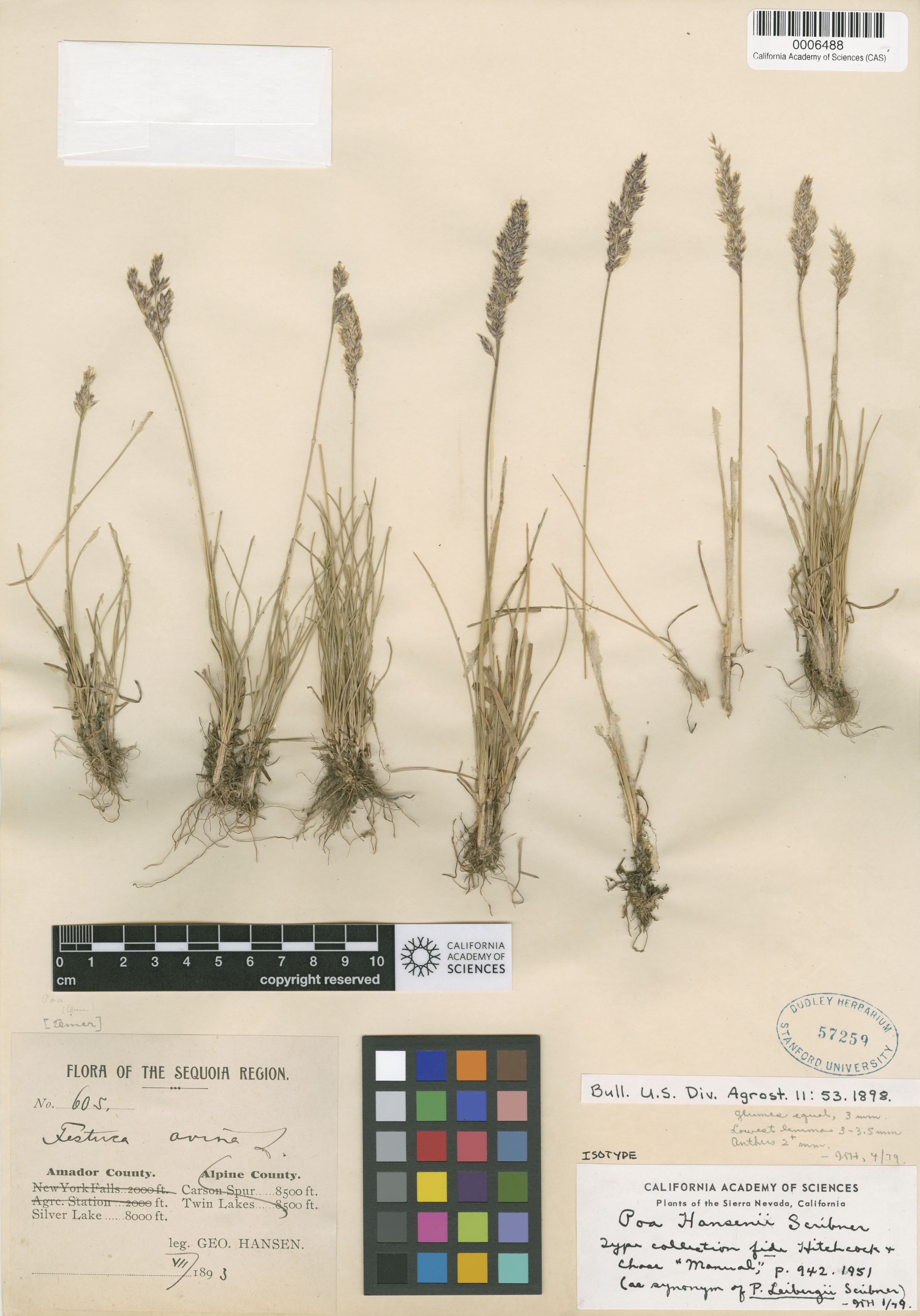 Poa hansenii image