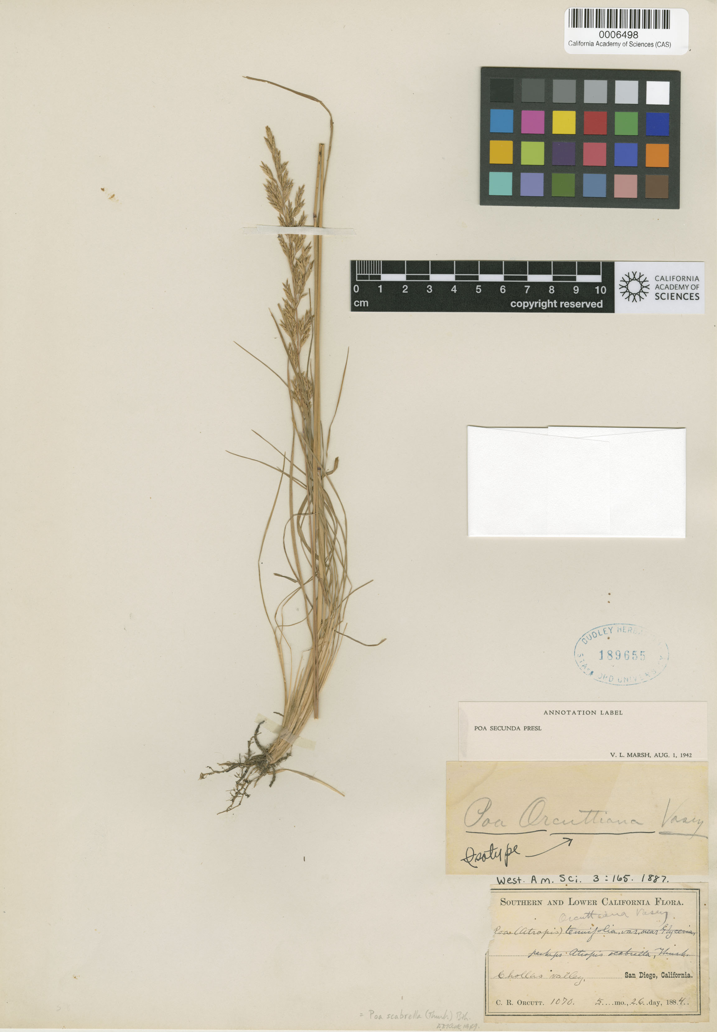 Poa orcuttiana image