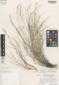 Poa sierrae image
