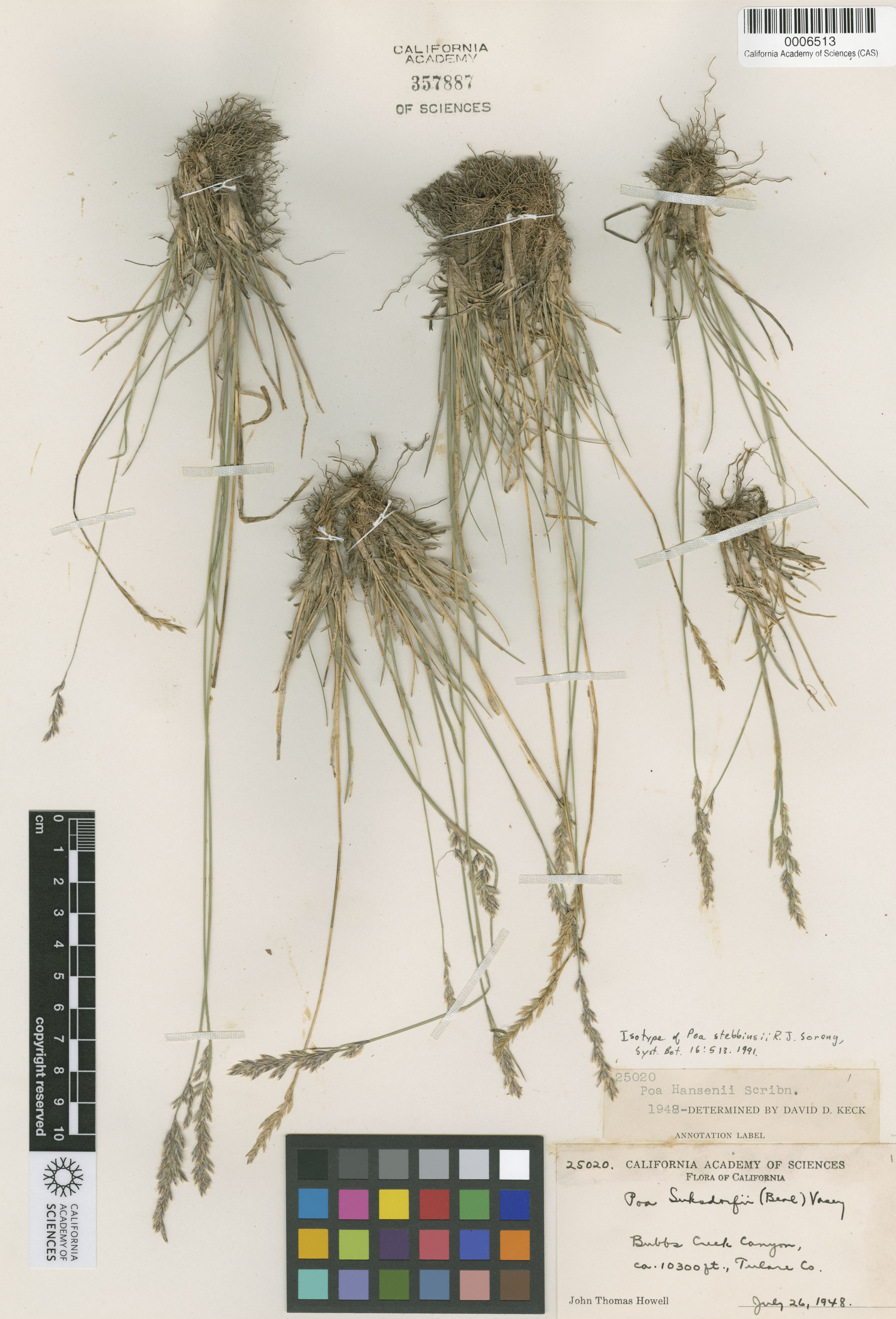 Poa stebbinsii image