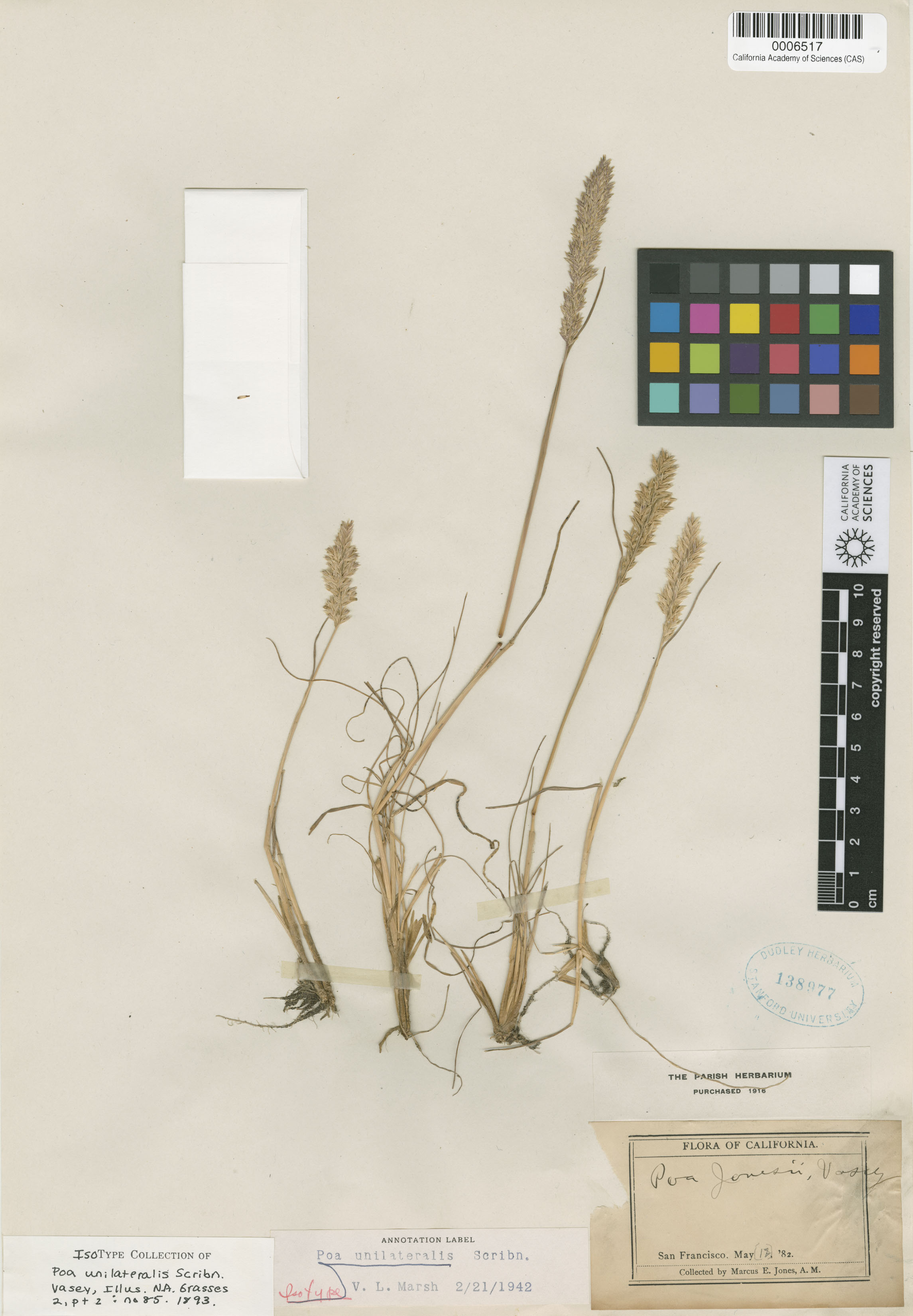 Poa unilateralis image