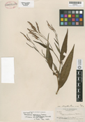 Image of Persicaria setacea