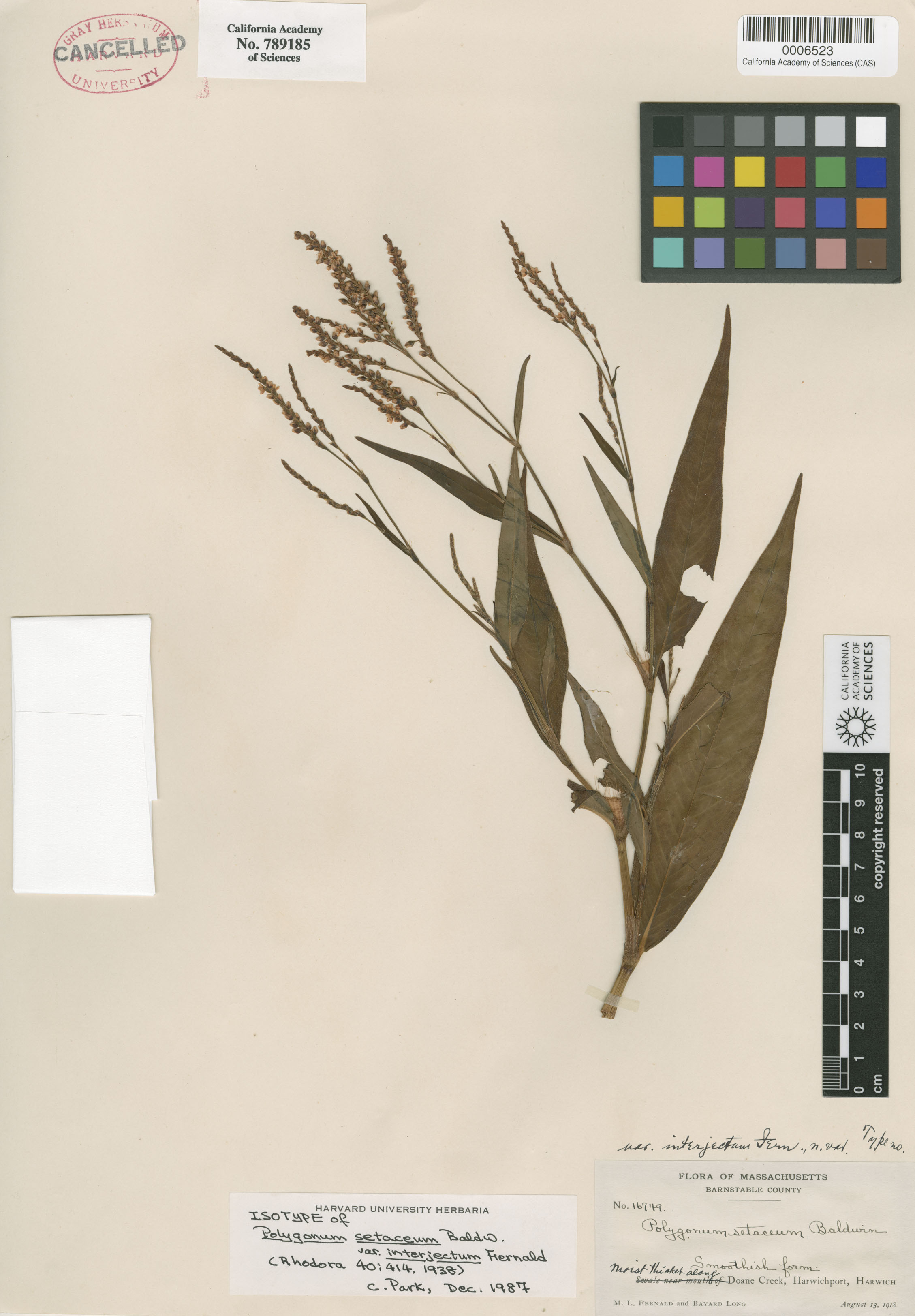 Persicaria setacea image