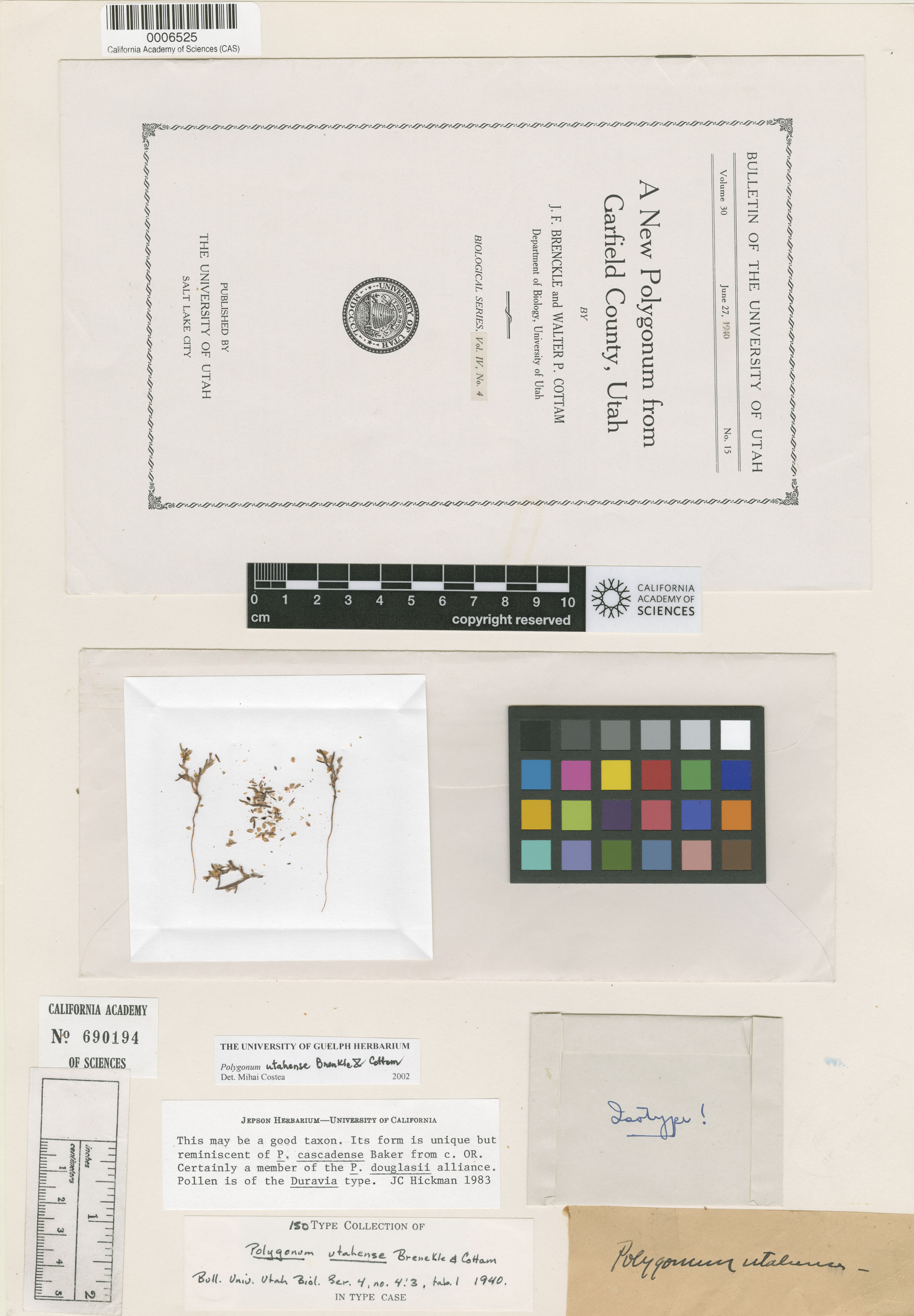 Polygonum utahense image