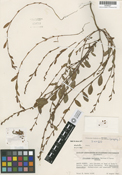 Polygonum marinense image