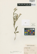 Image of Polygala obscura