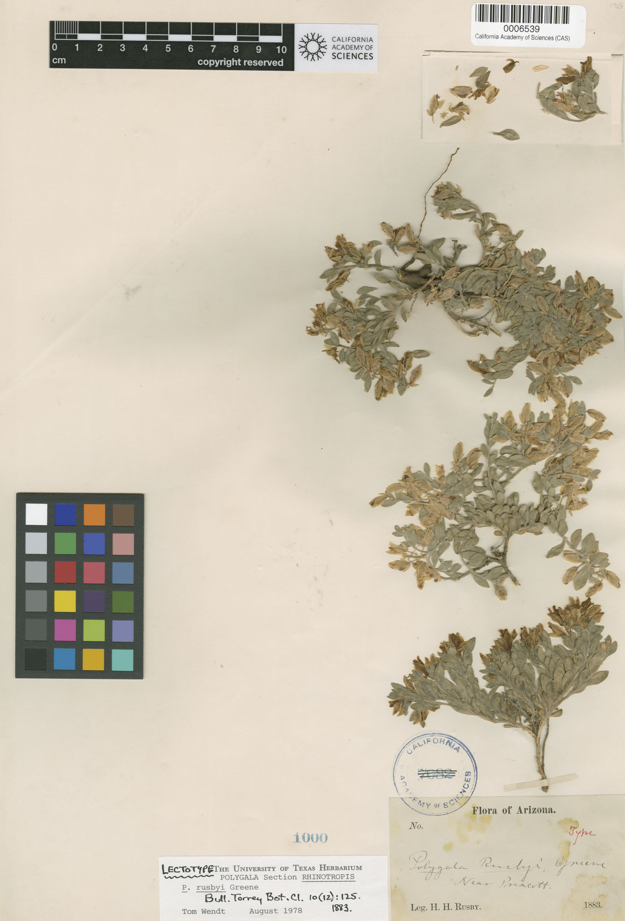 Rhinotropis rusbyi image