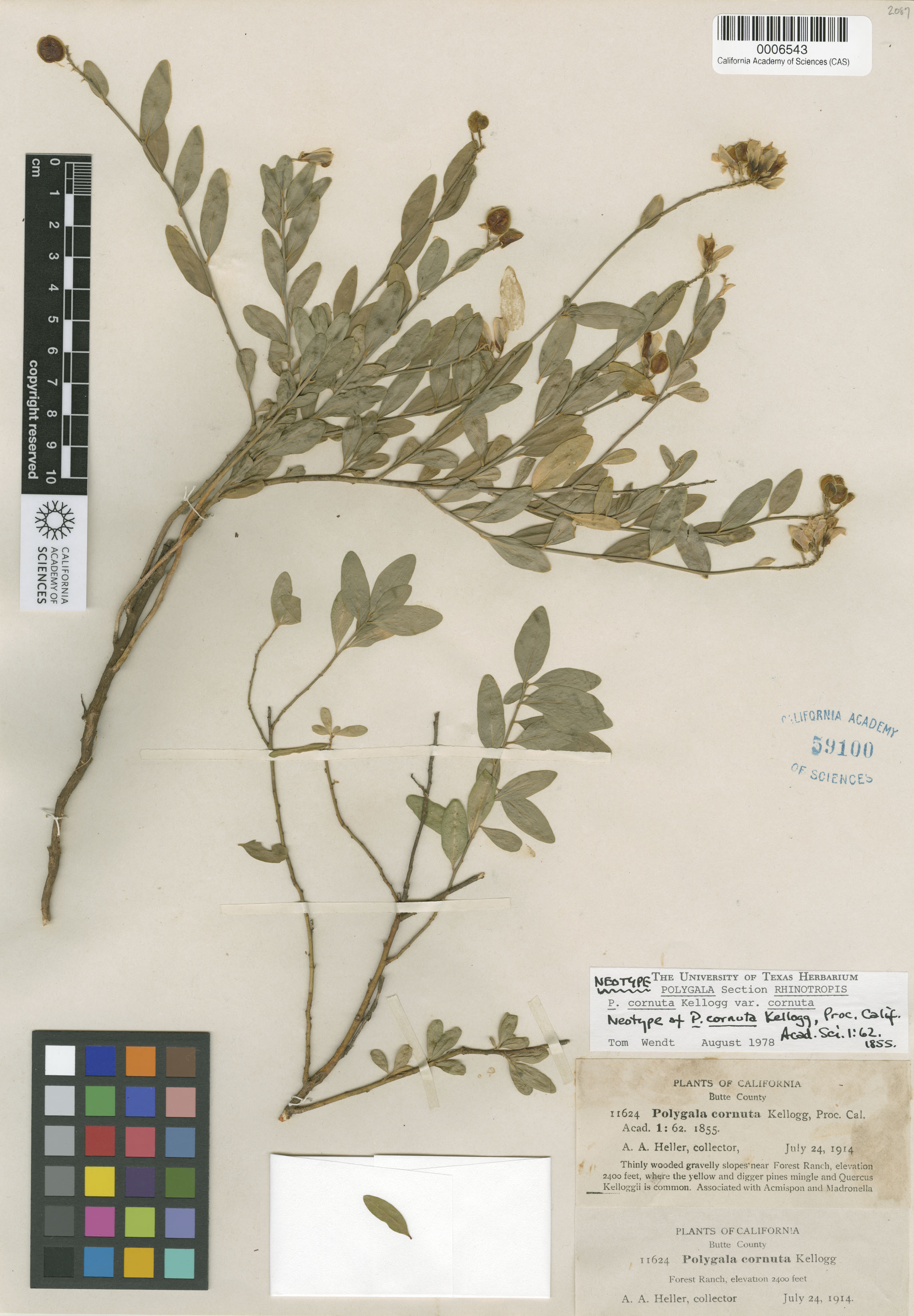 Polygala cornuta image