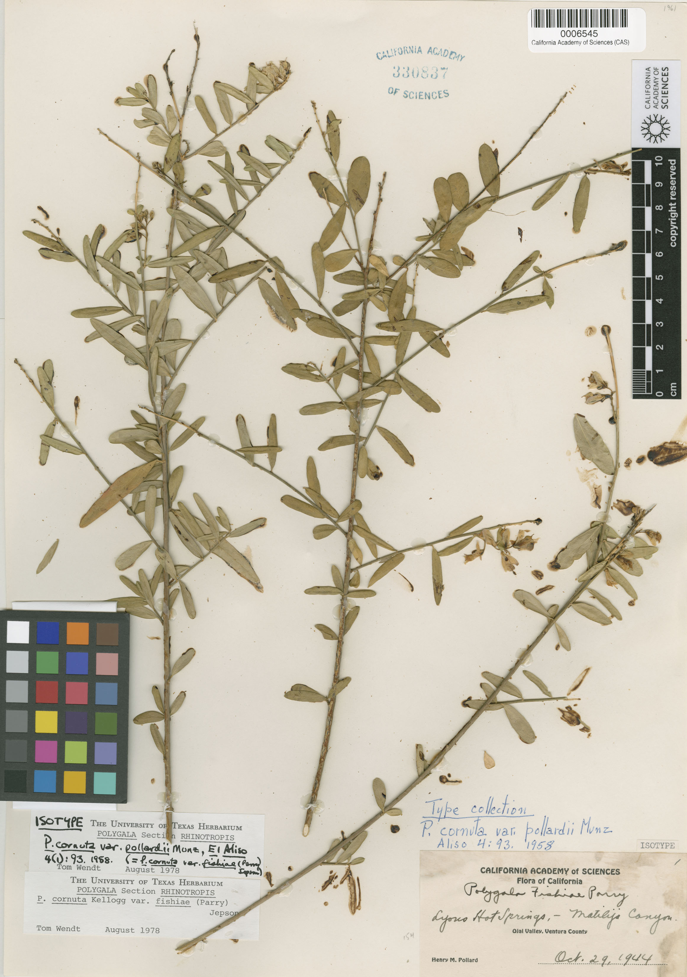 Polygala cornuta var. fishiae image