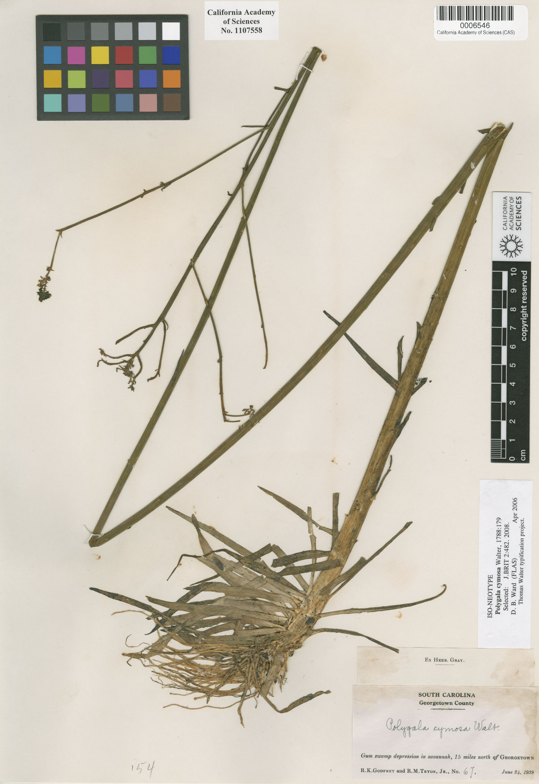 Polygala cymosa image