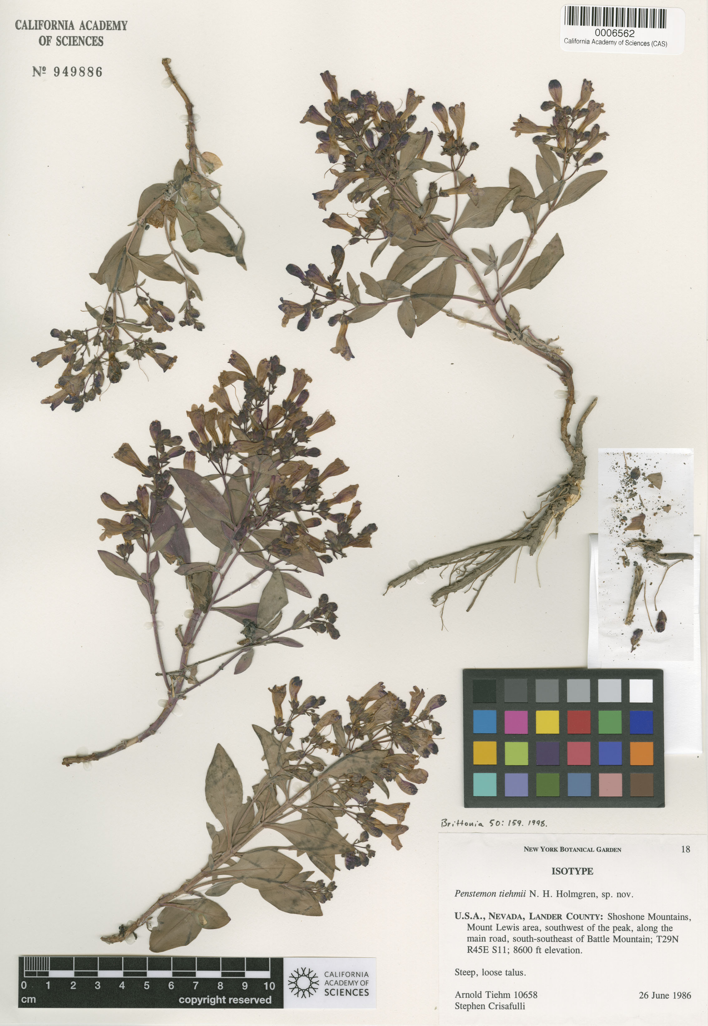 Penstemon tiehmii image