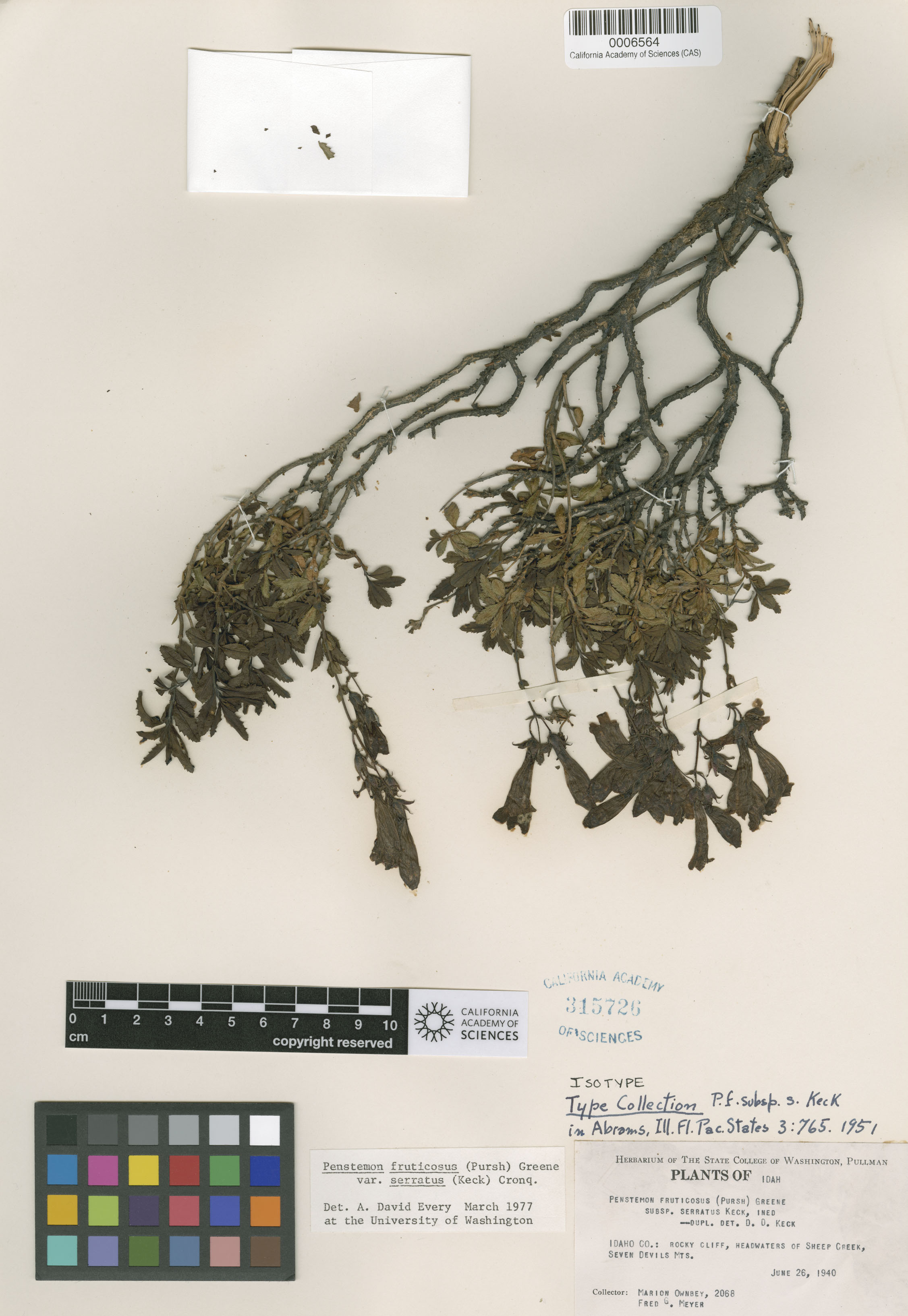 Penstemon fruticosus image