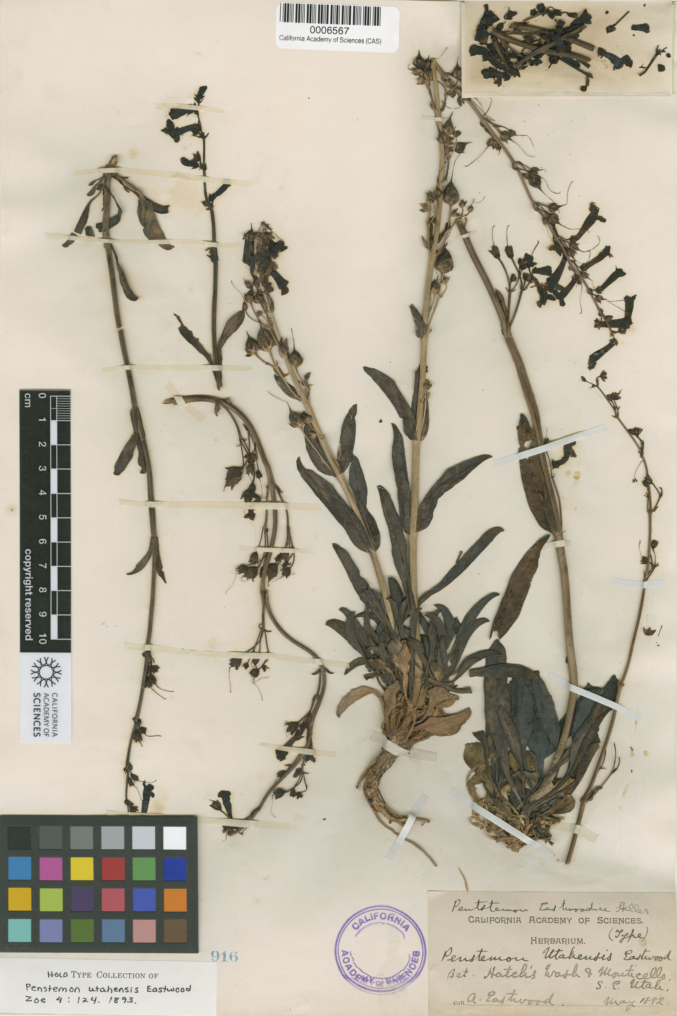 Penstemon utahensis image