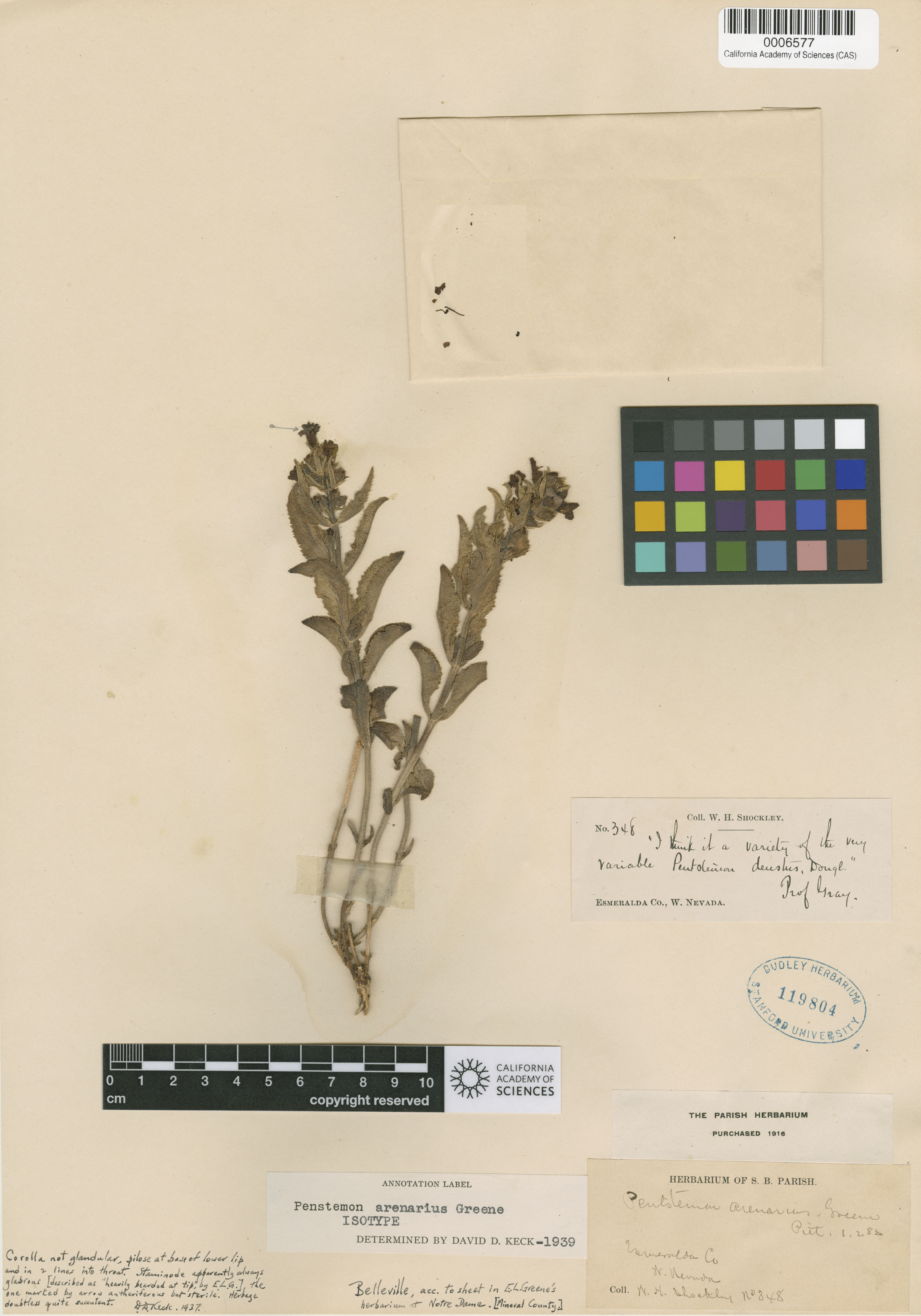 Penstemon arenarius image