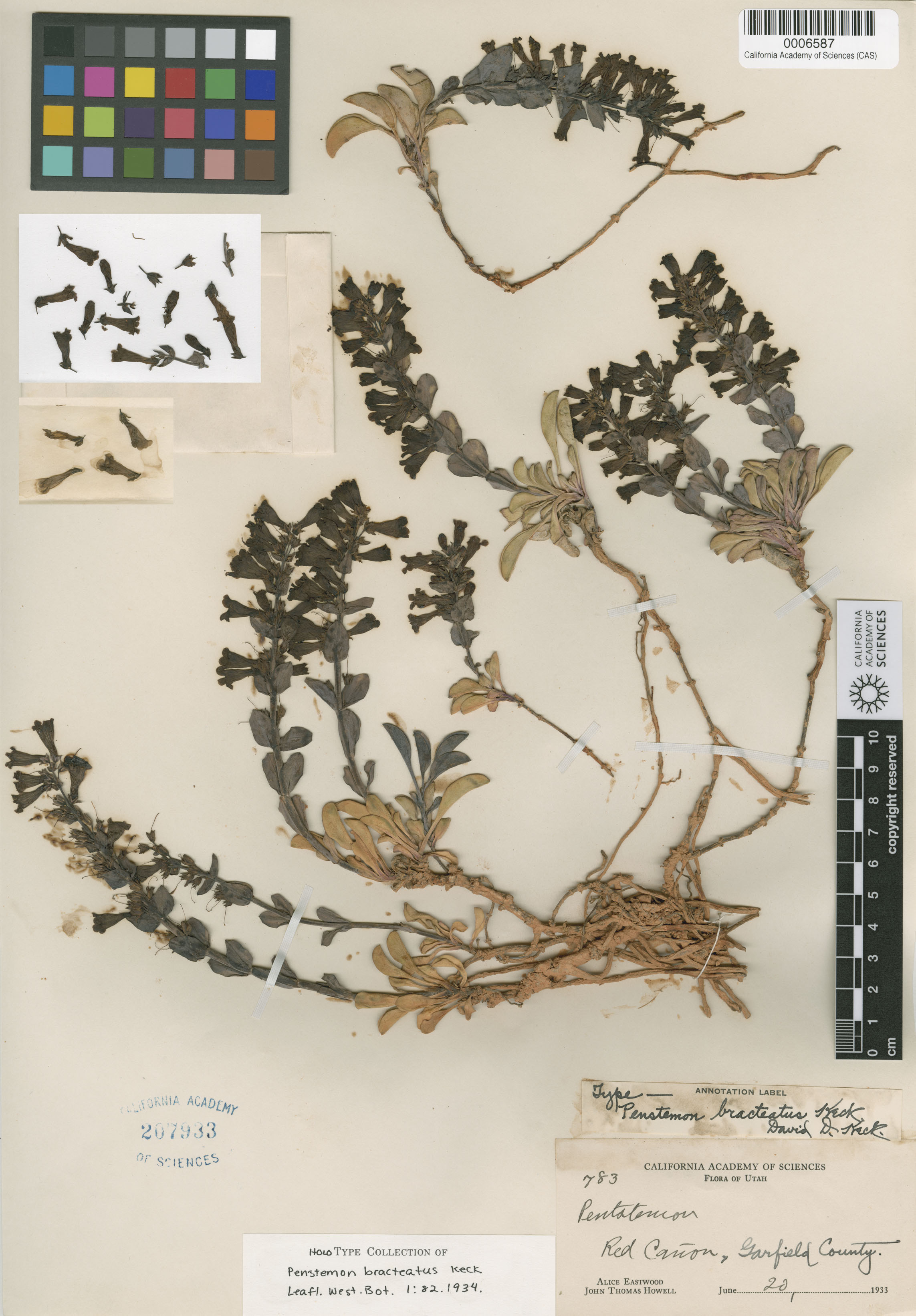 Penstemon bracteatus image