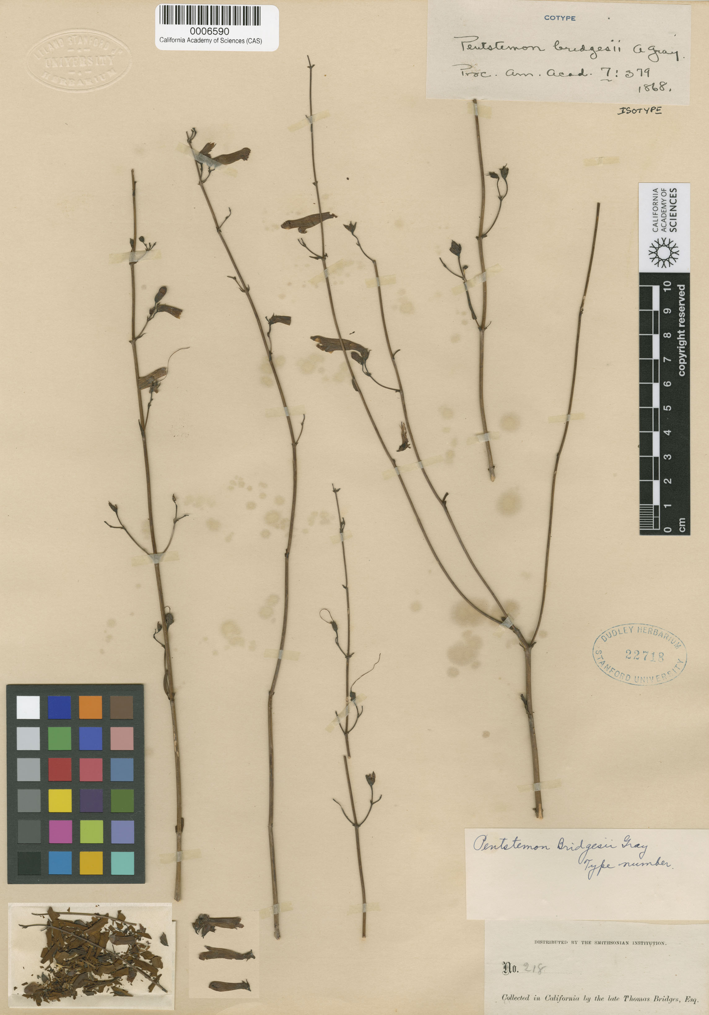 Penstemon rostriflorus image