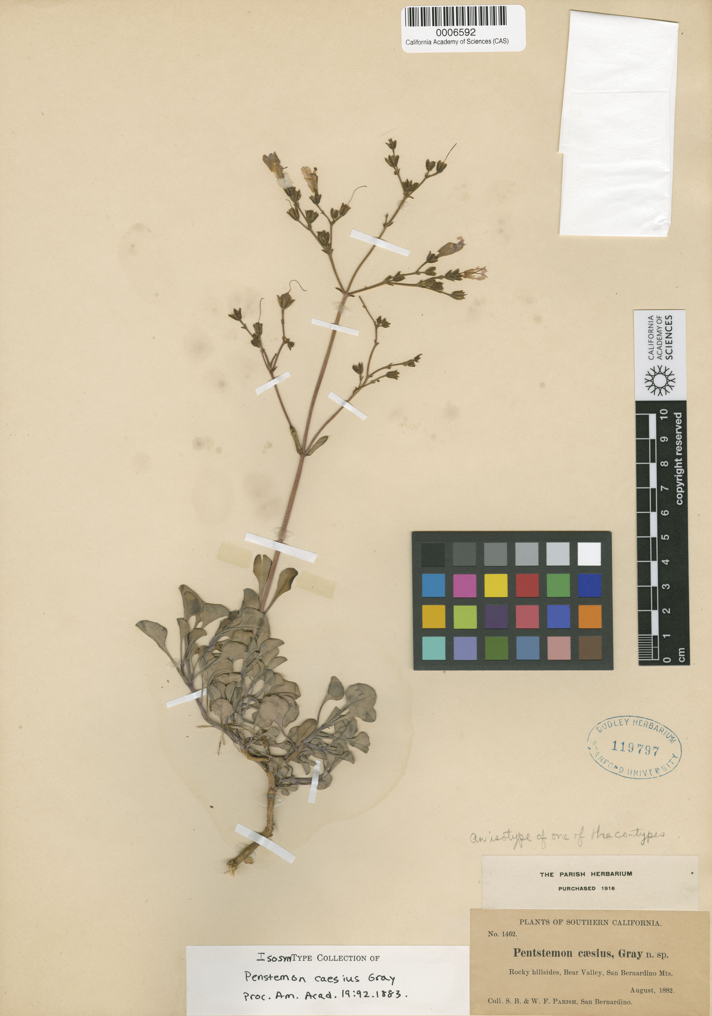 Penstemon caesius image