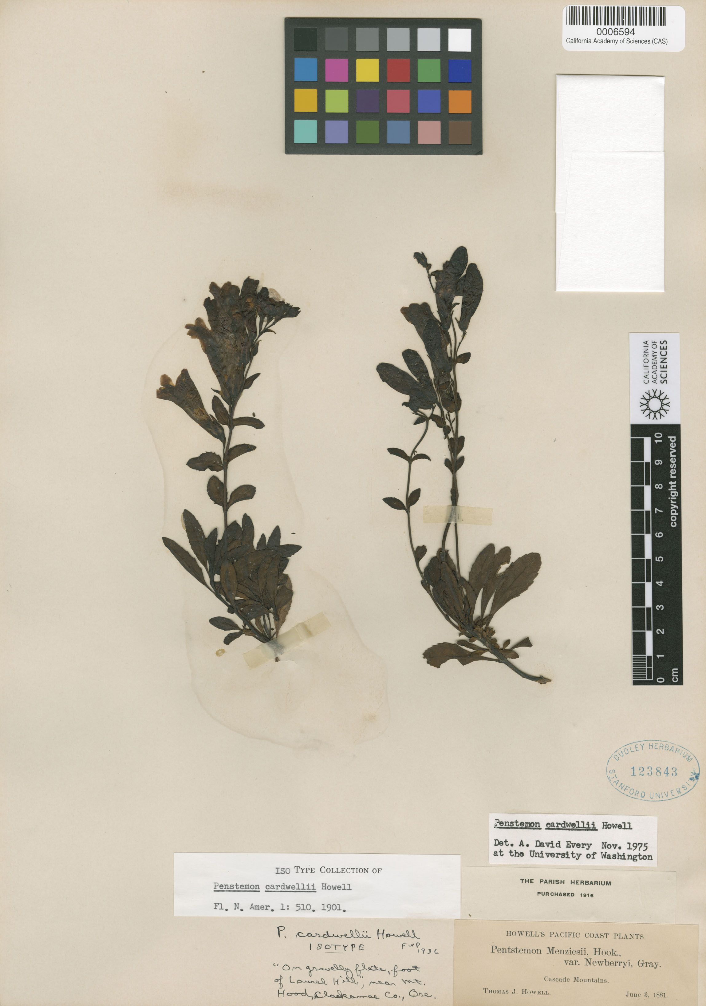 Penstemon cardwellii image