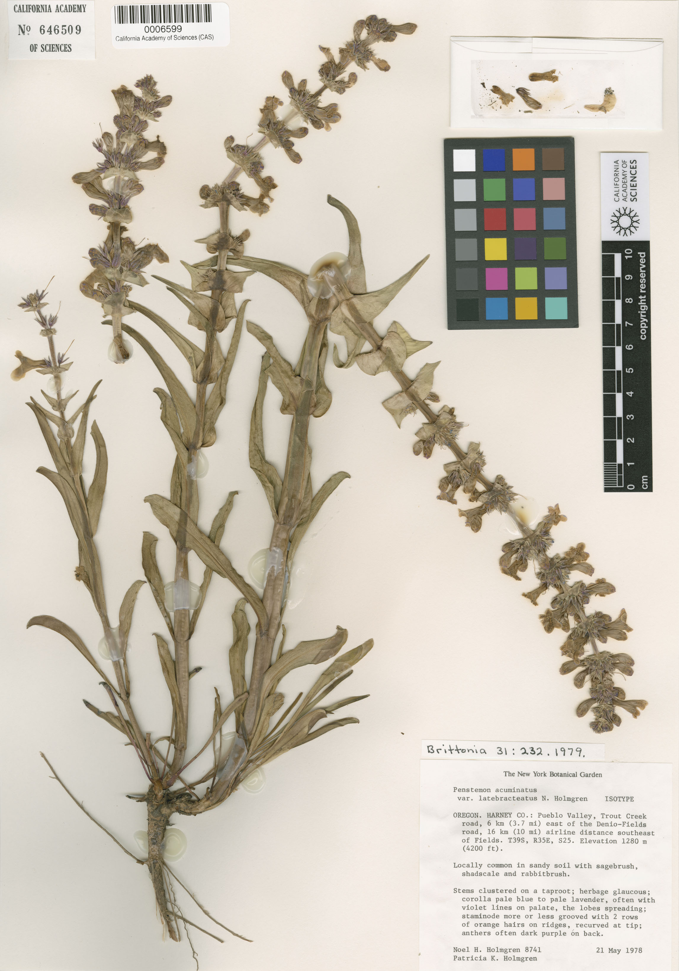 Penstemon acuminatus image