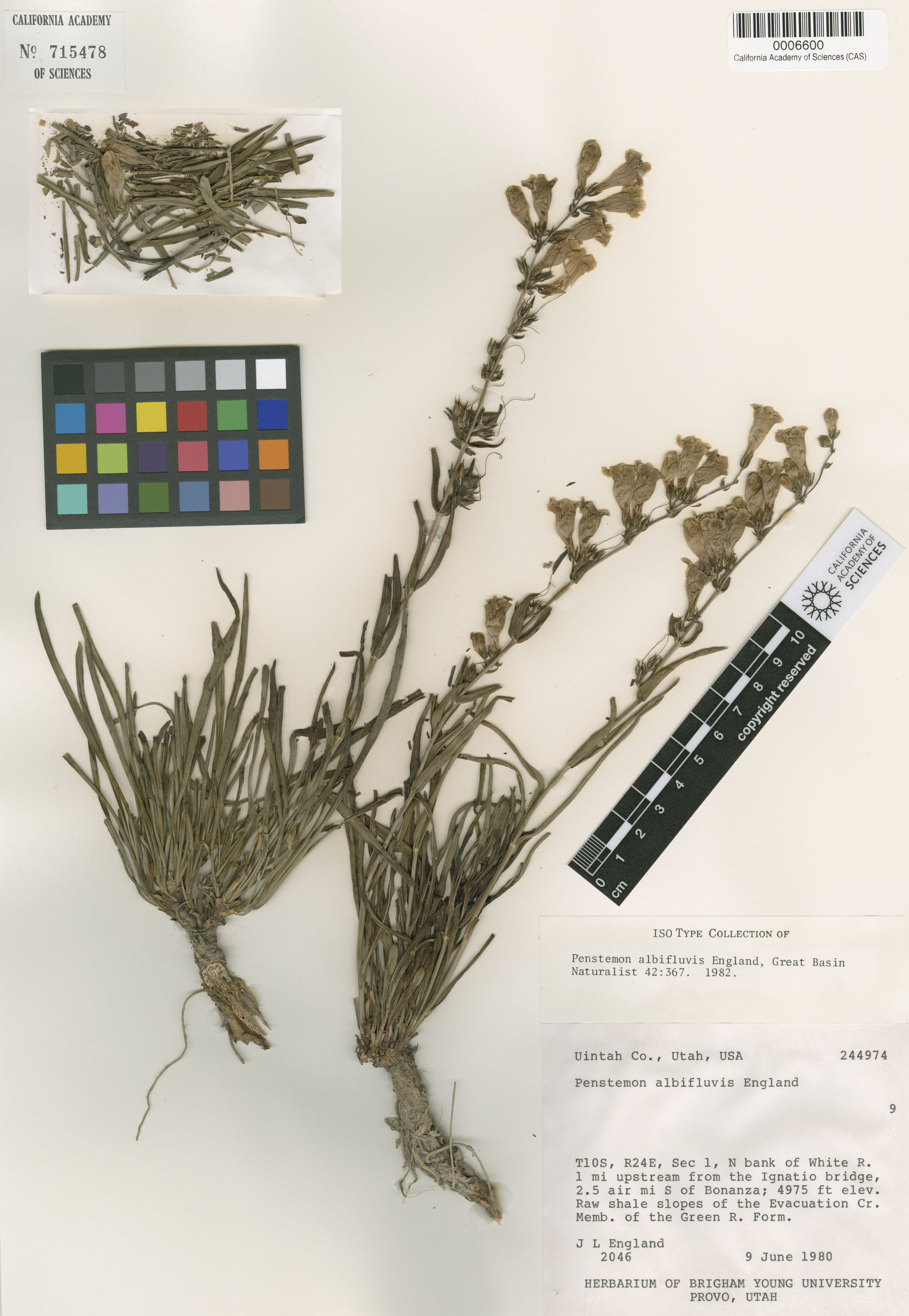 Penstemon scariosus var. albifluvis image