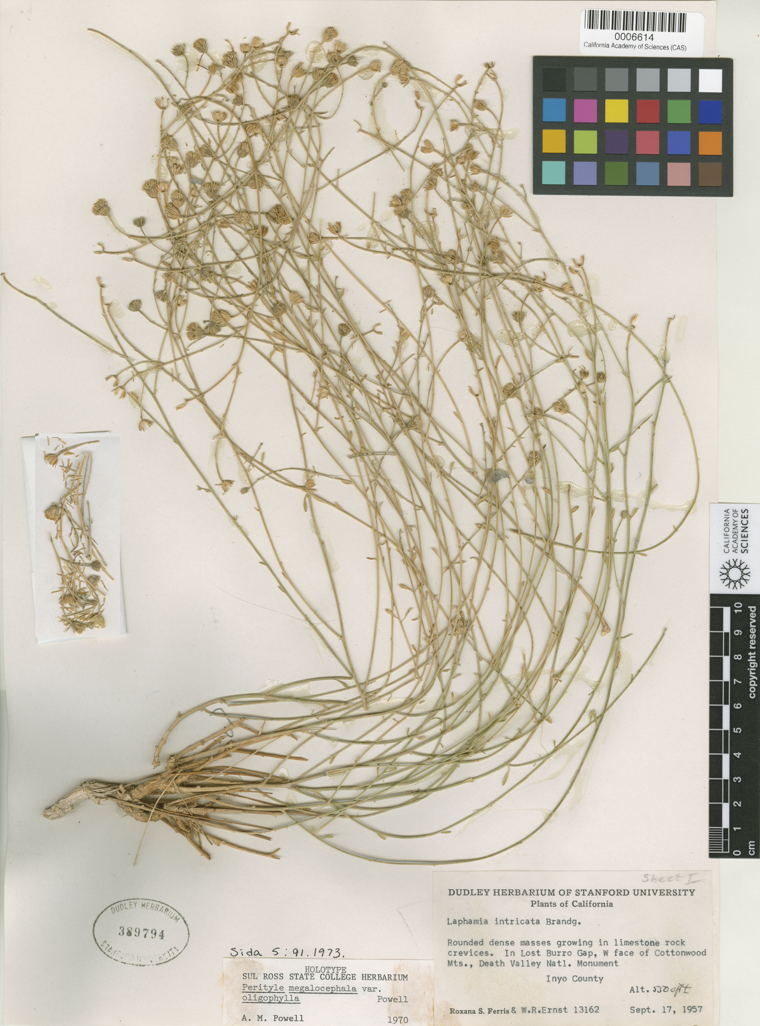 Perityle megalocephala var. oligophylla image