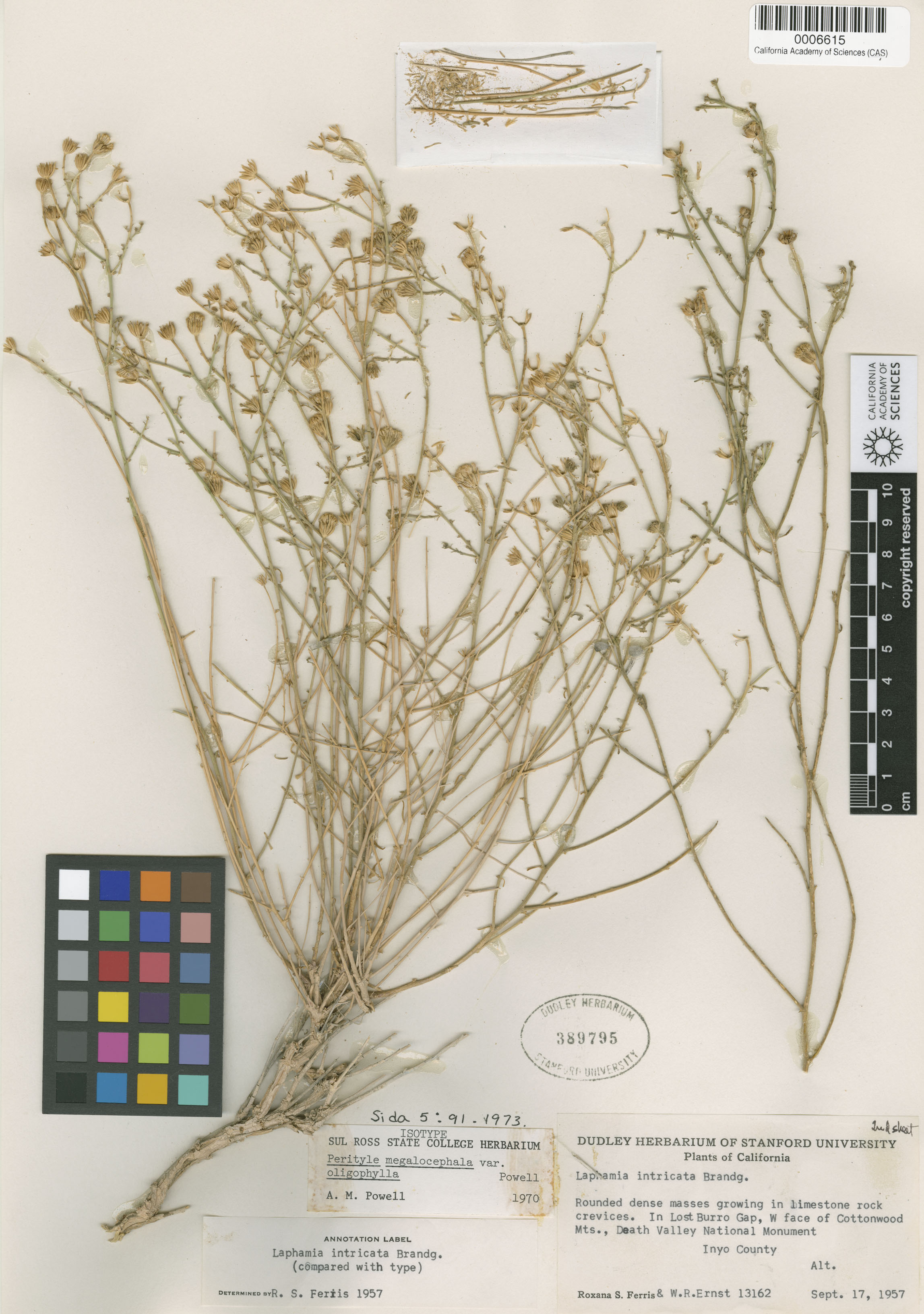 Perityle megalocephala image