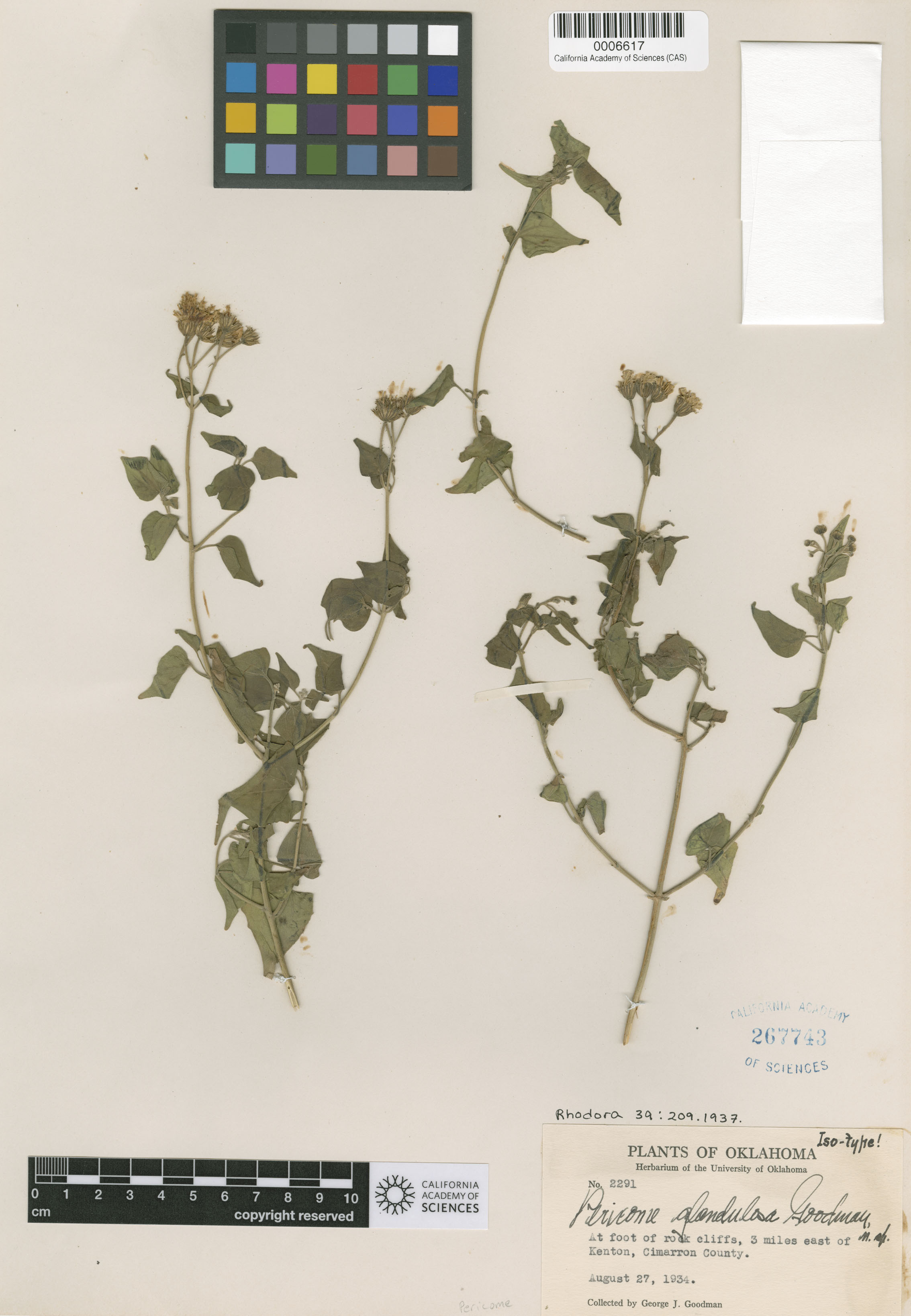 Pericome caudata image