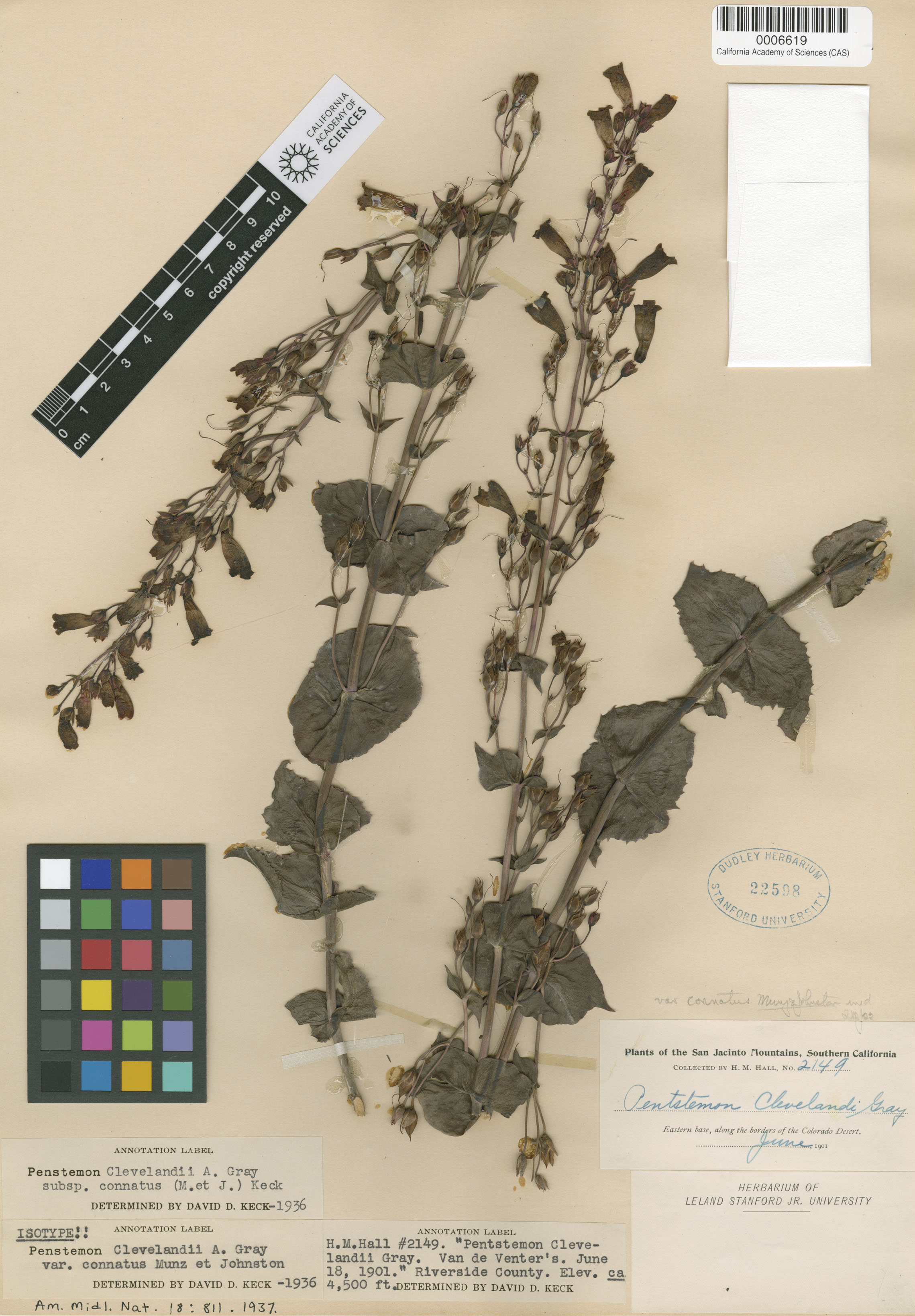 Penstemon clevelandii var. connatus image