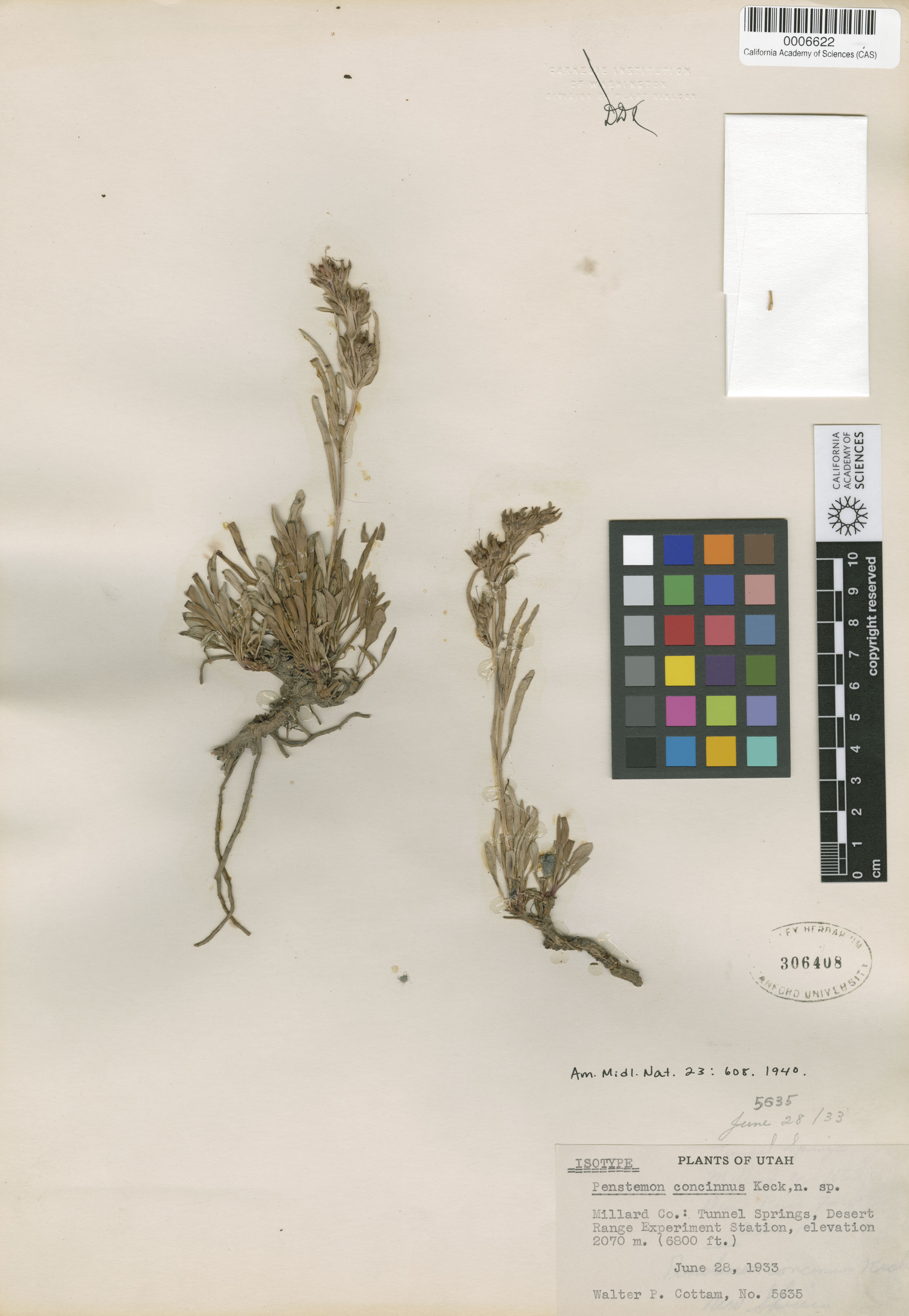 Penstemon concinnus image