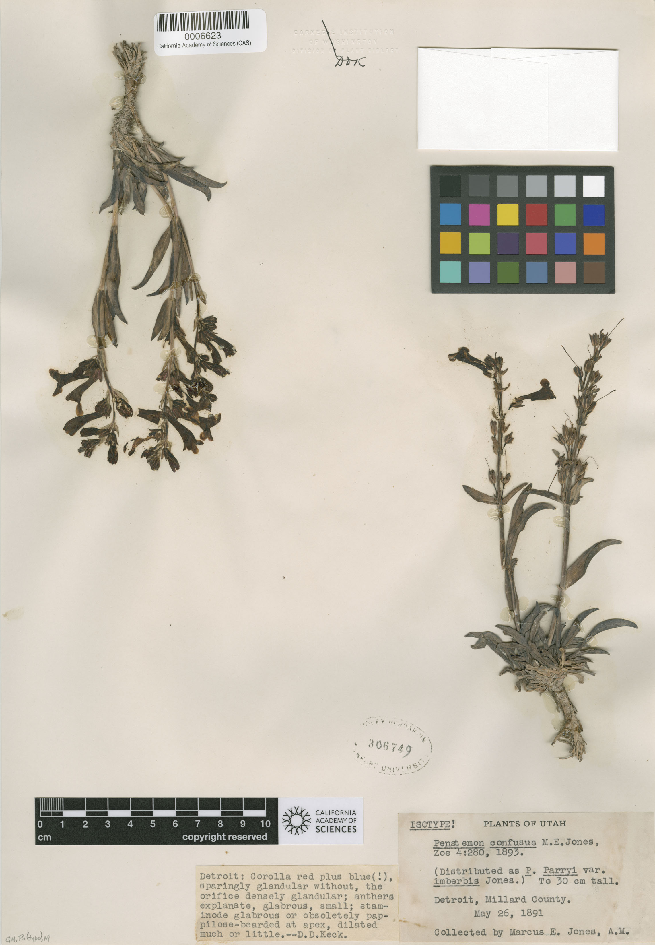 Penstemon confusus image