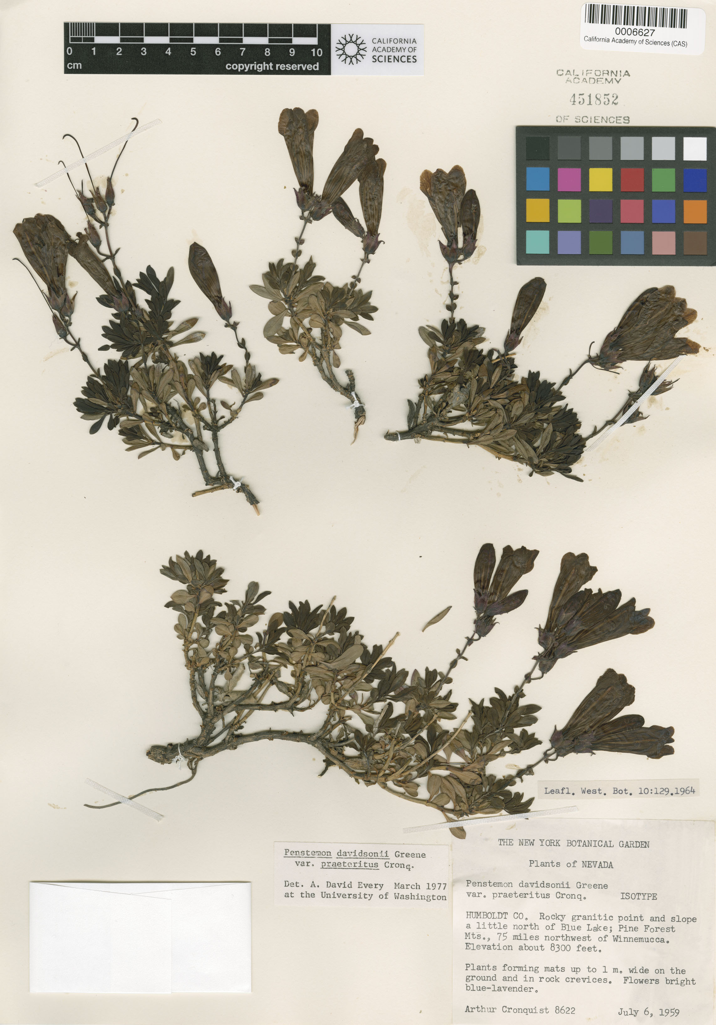 Penstemon davidsonii var. praeteritus image