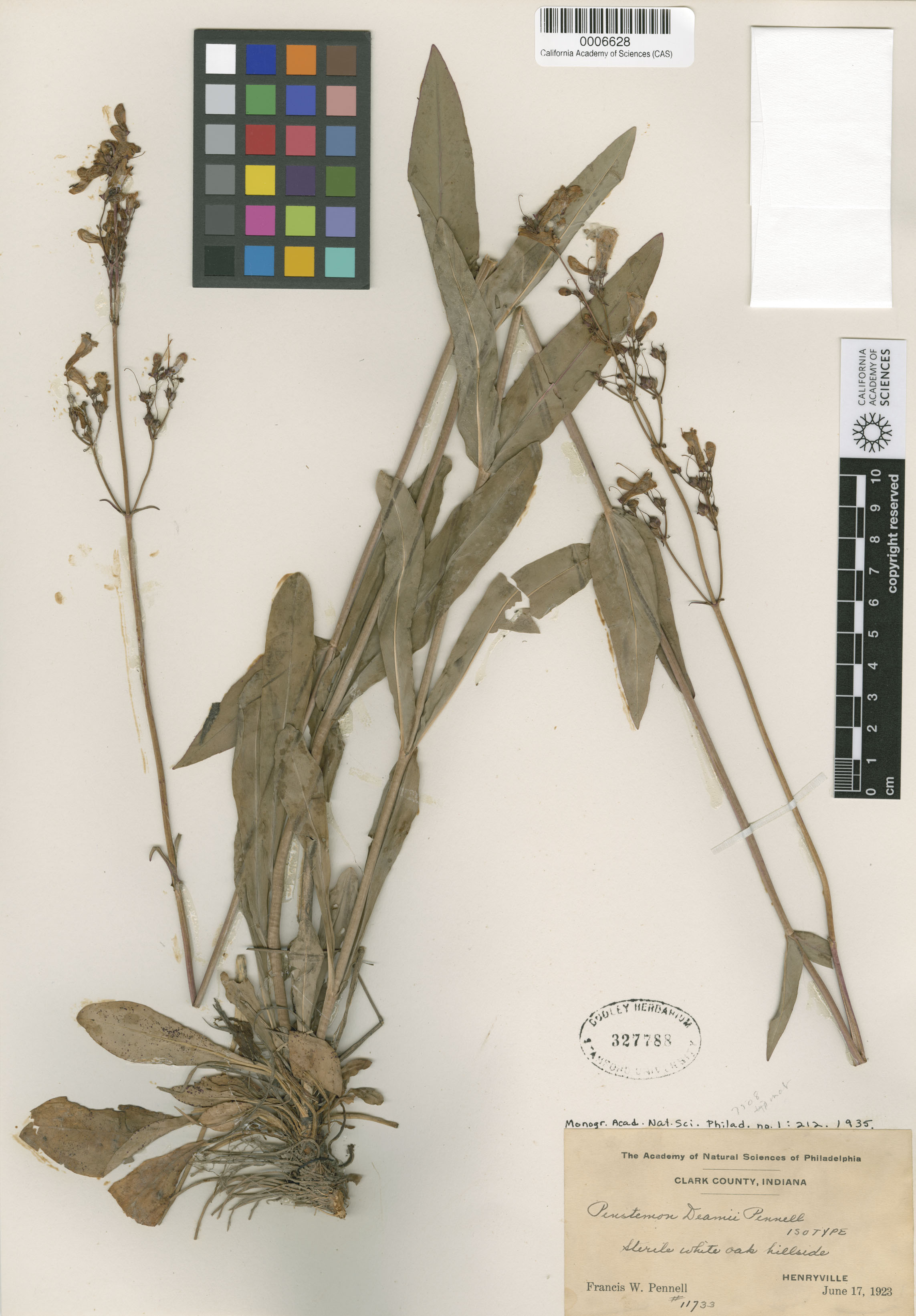 Penstemon deamii image
