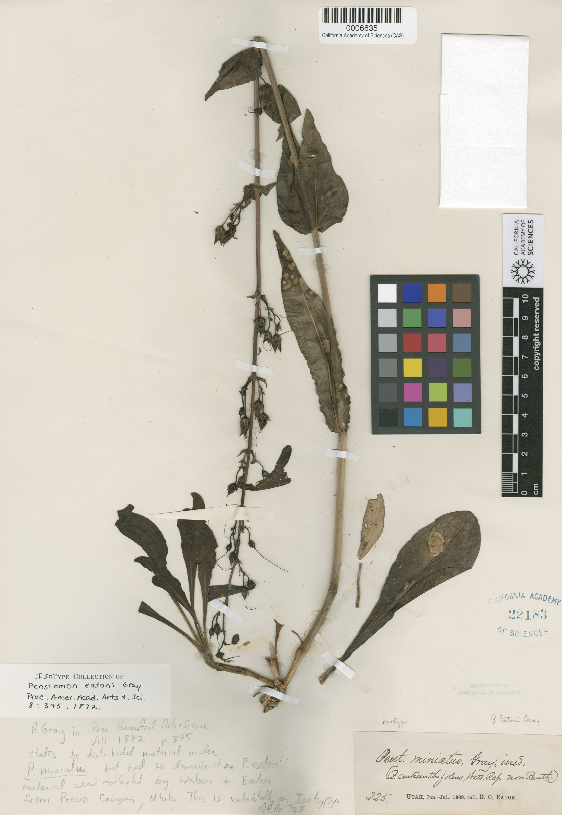 Penstemon eatonii image