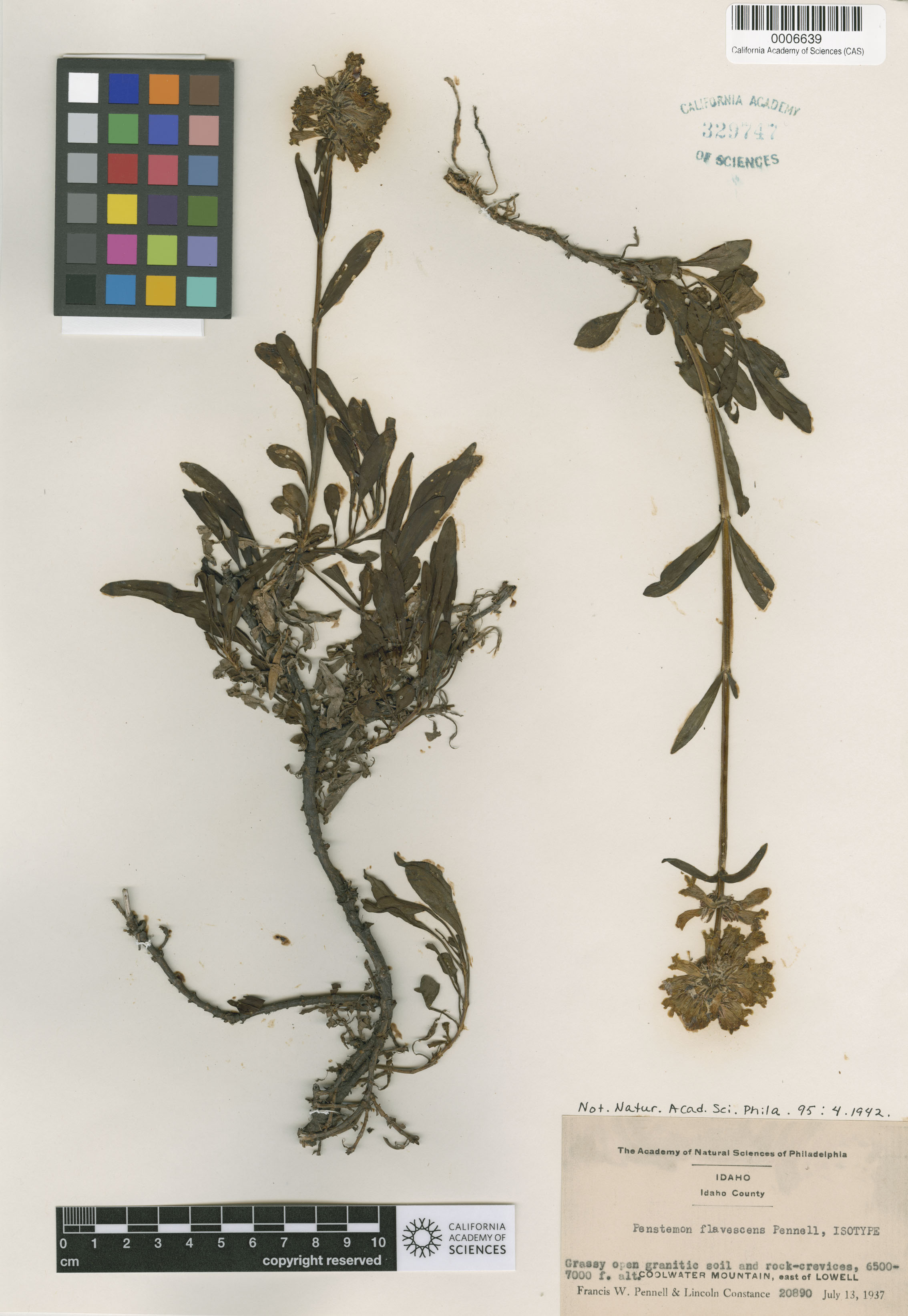 Penstemon flavescens image