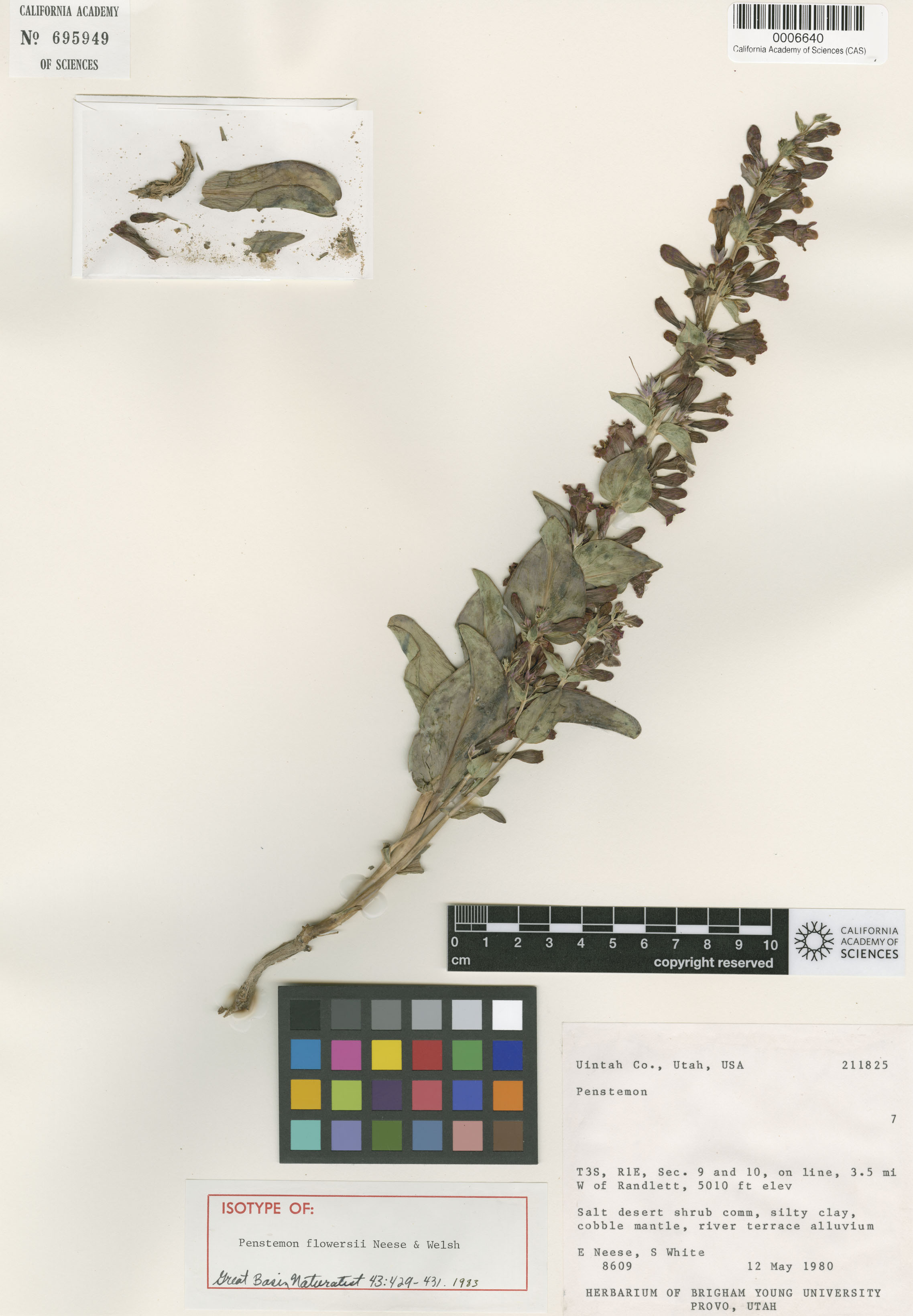 Penstemon flowersii image