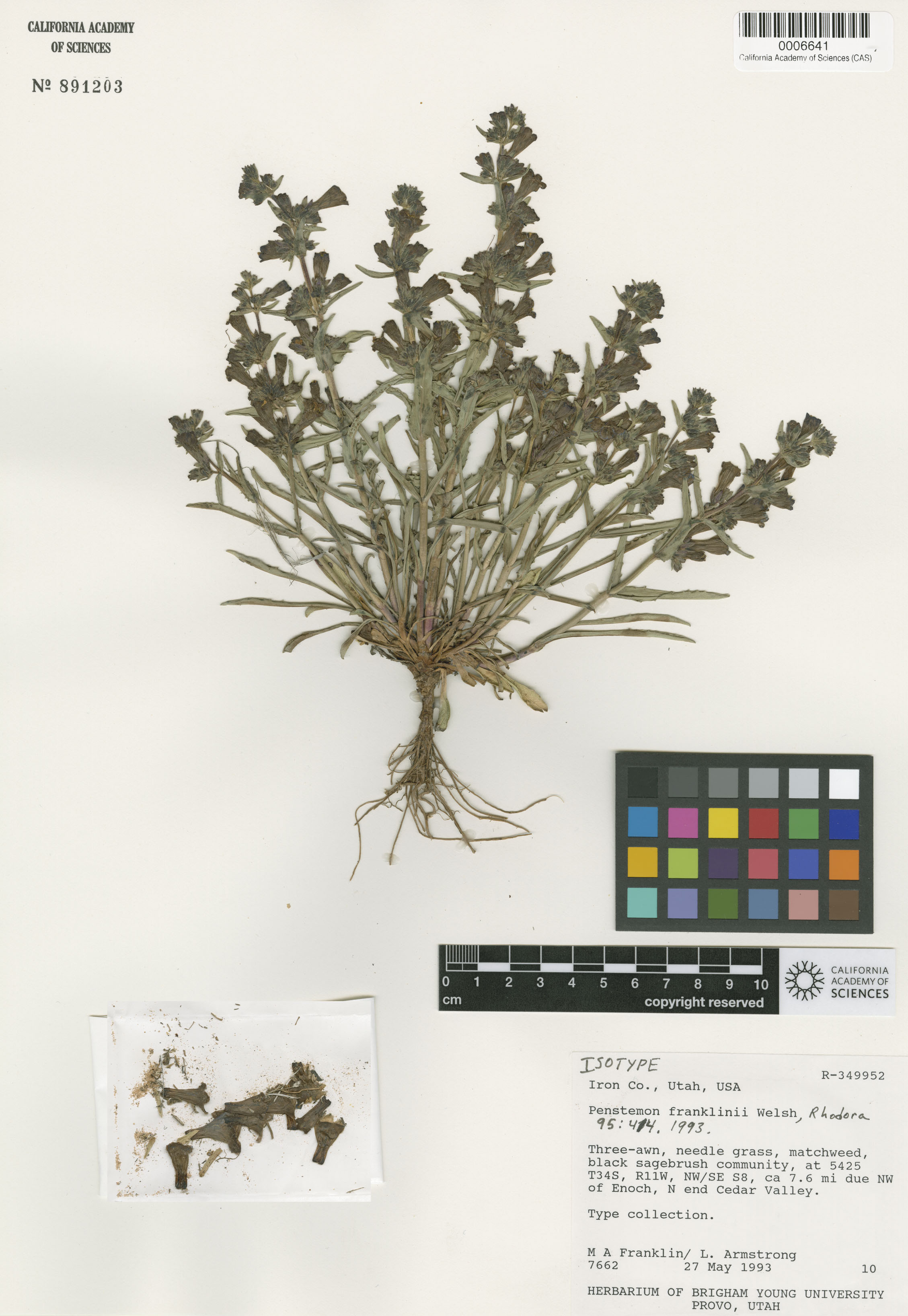 Penstemon franklinii image