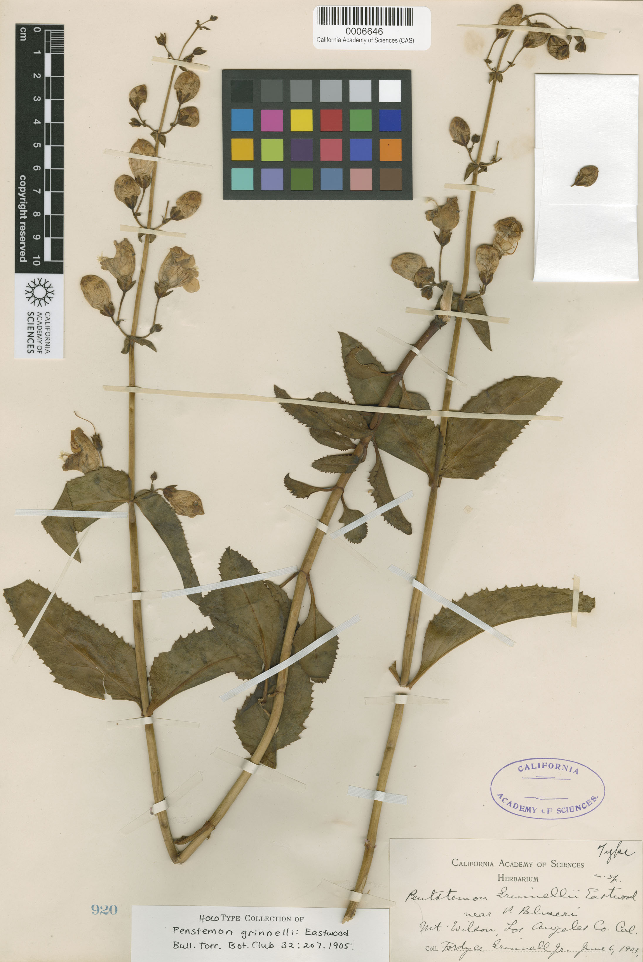 Penstemon grinnellii image